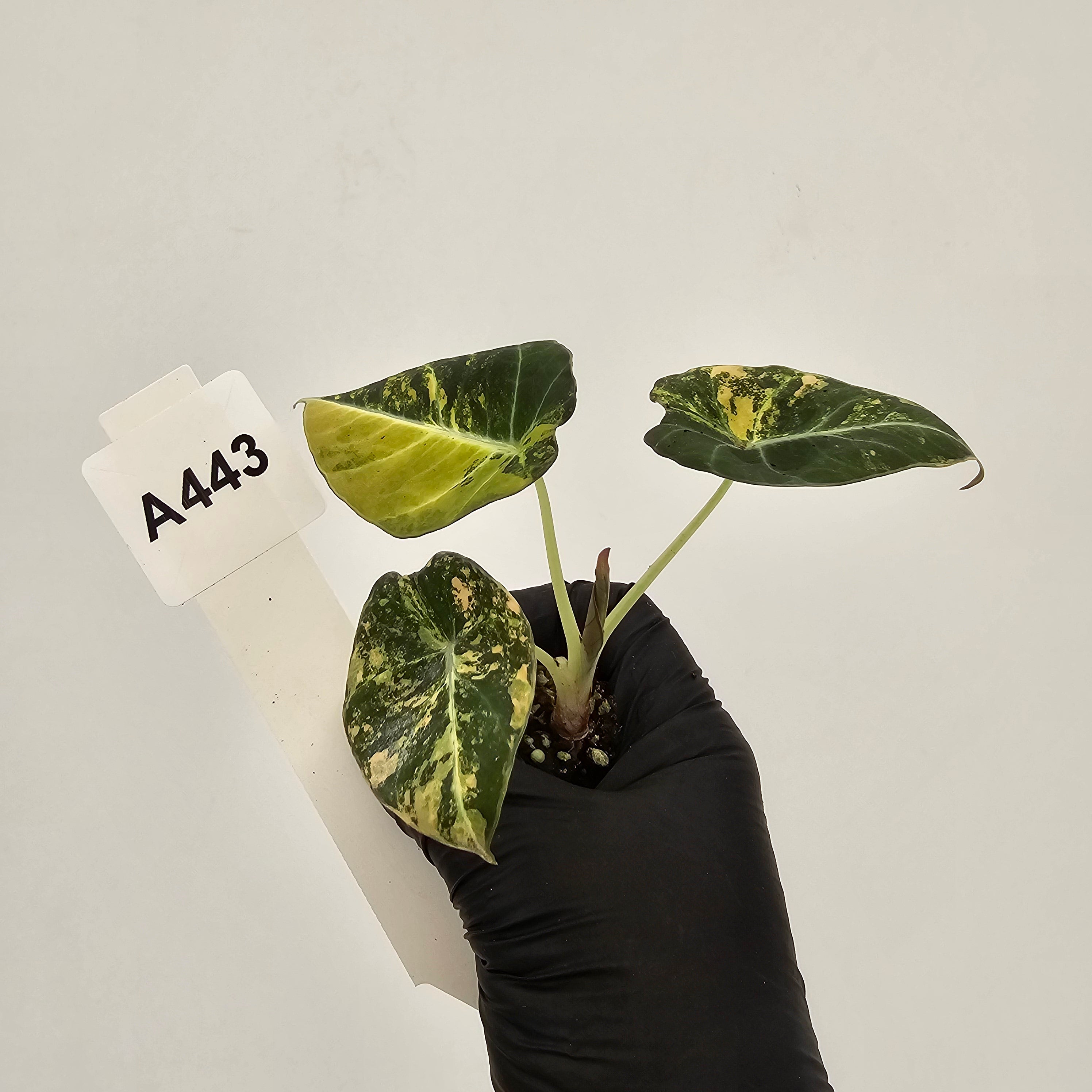 Alocasia reginula 'Black Velvet variegata'- Bare Bottom Baby