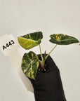 Alocasia reginula 'Black Velvet variegata'- Bare Bottom Baby