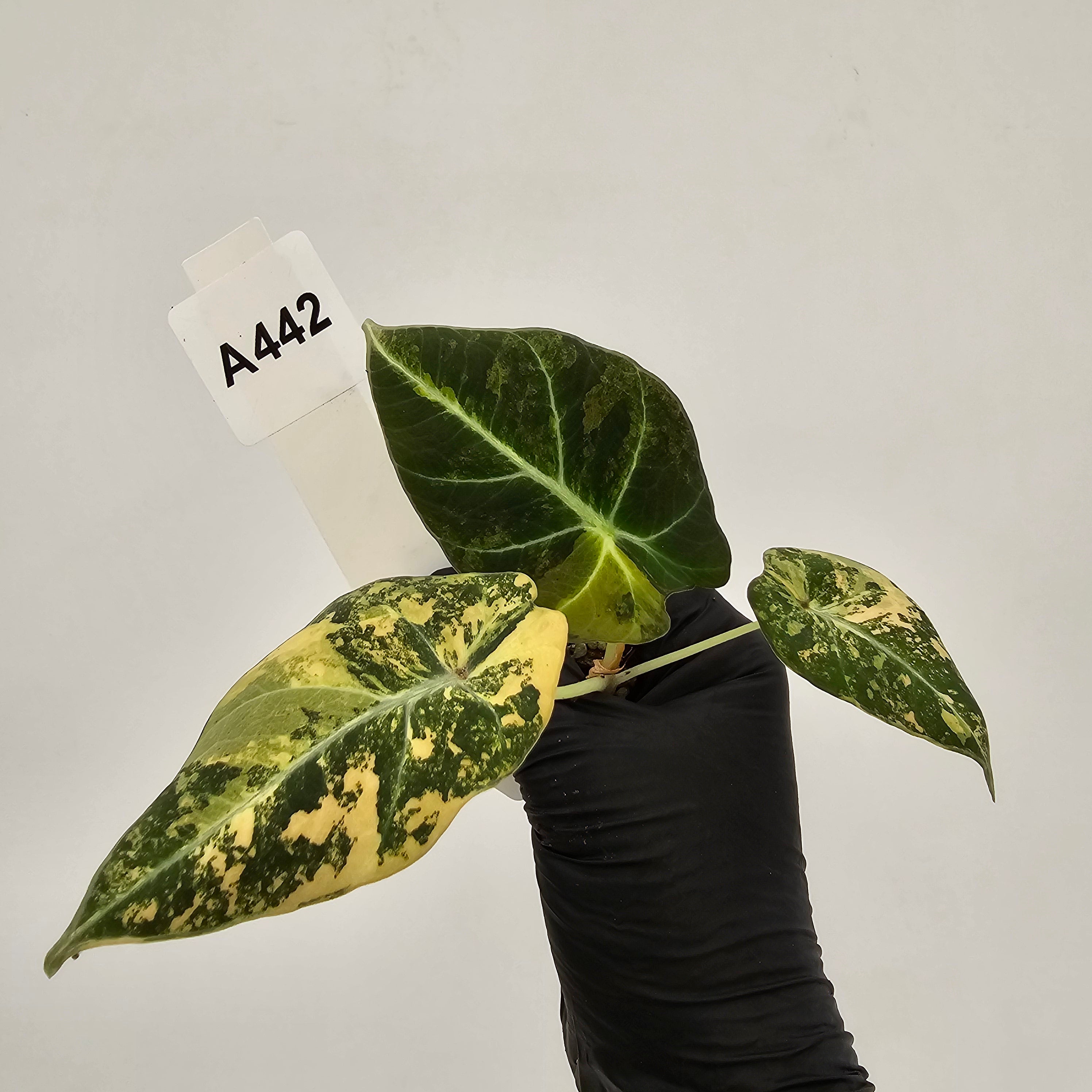 Alocasia reginula 'Black Velvet variegata'- Bare Bottom Baby