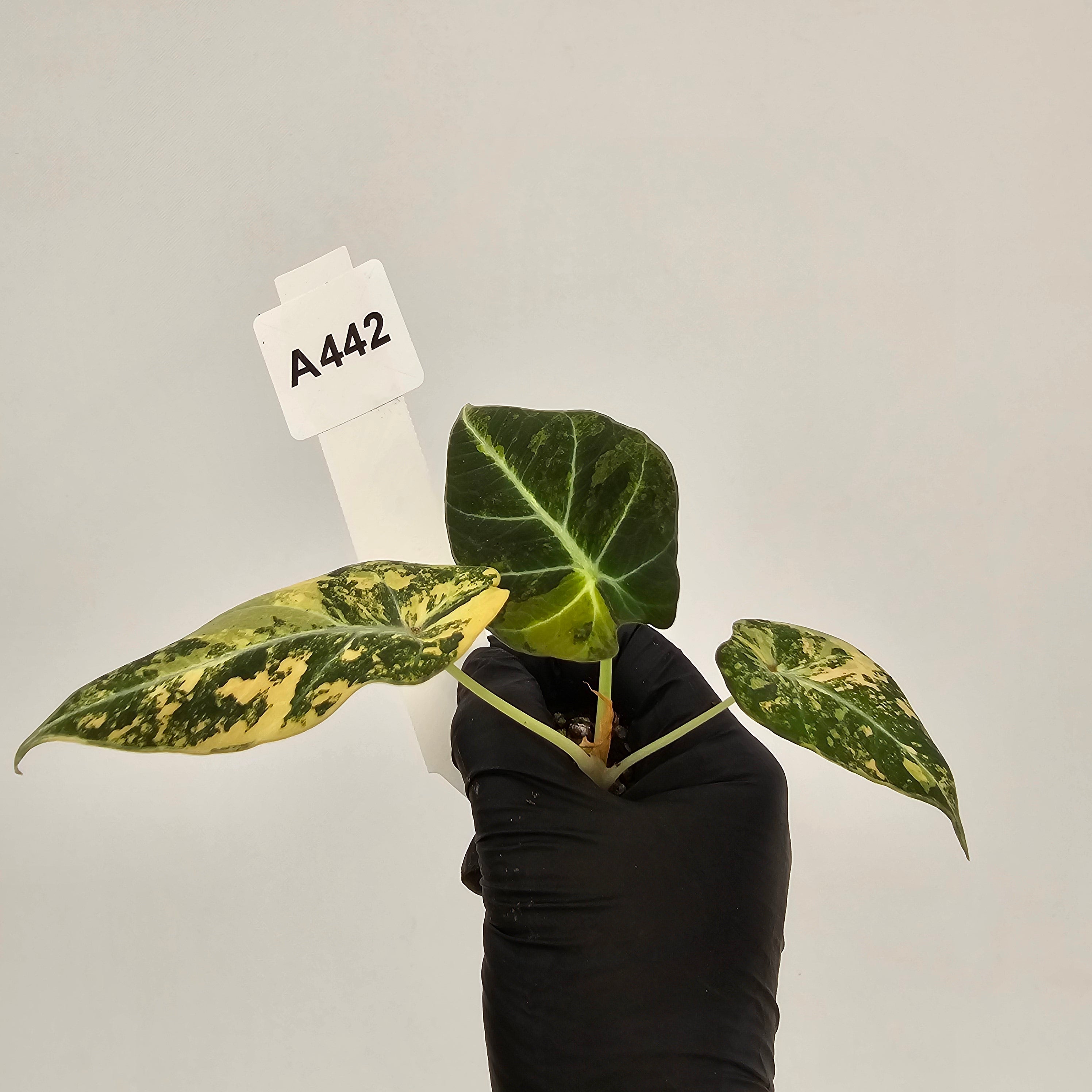 Alocasia reginula 'Black Velvet variegata'- Bare Bottom Baby