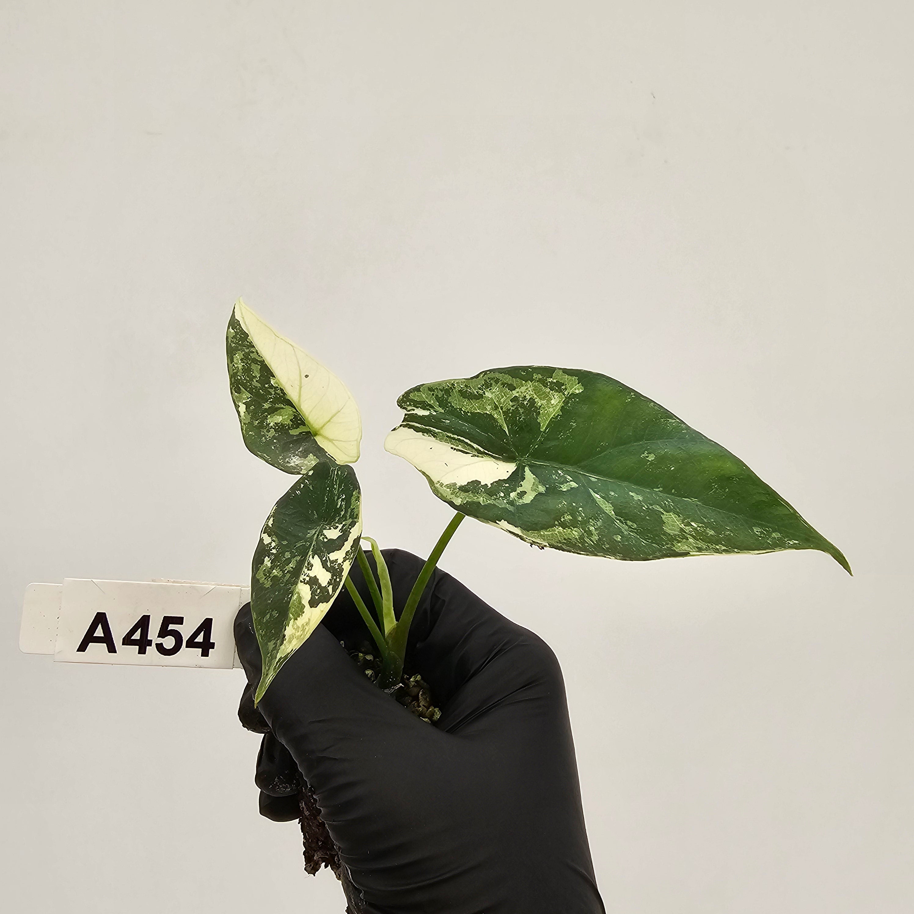 Alocasia 'Simpo' Albo Variegata- Bare Bottom Baby