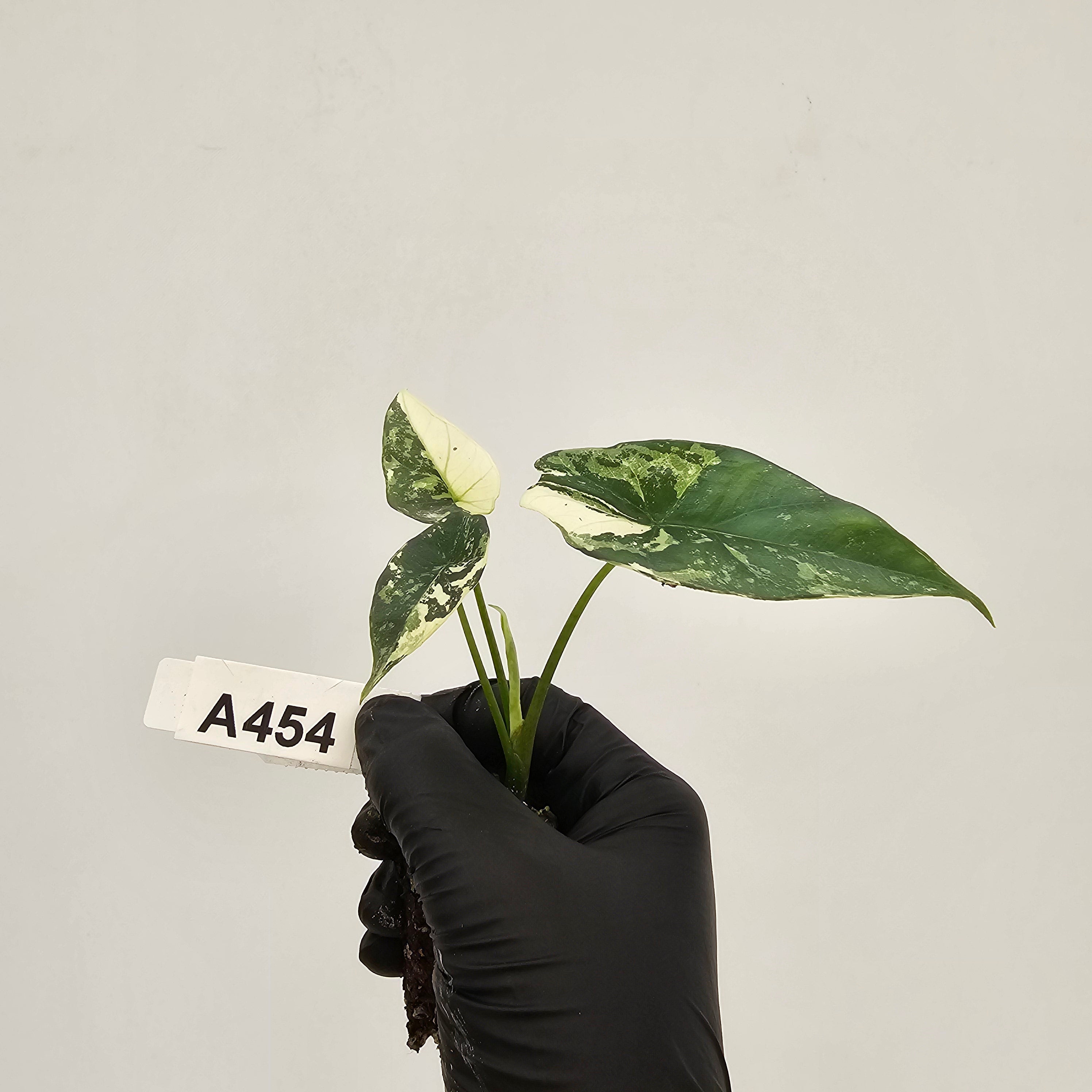 Alocasia 'Simpo' Albo Variegata- Bare Bottom Baby