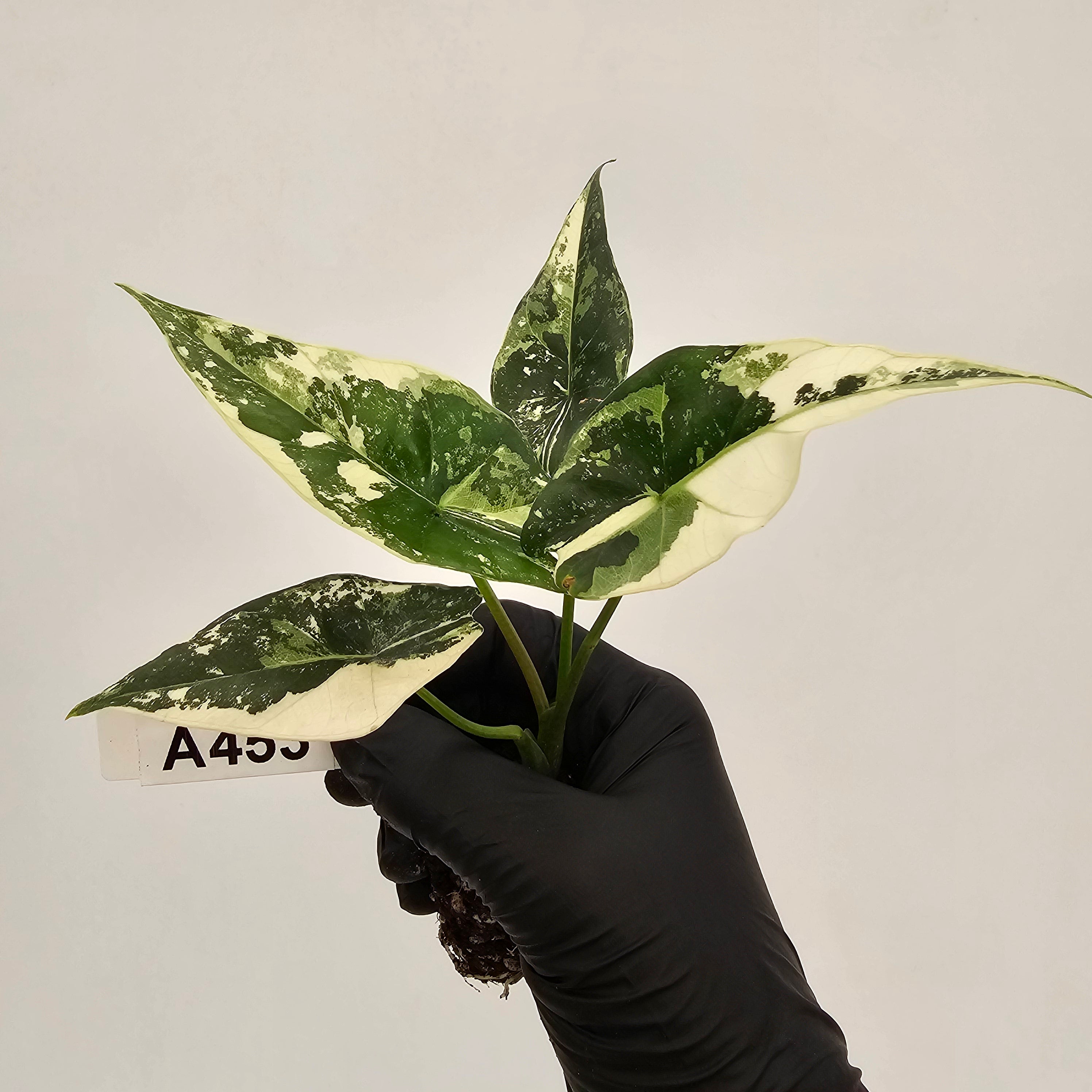 Alocasia 'Simpo' Albo Variegata- Bare Bottom Baby