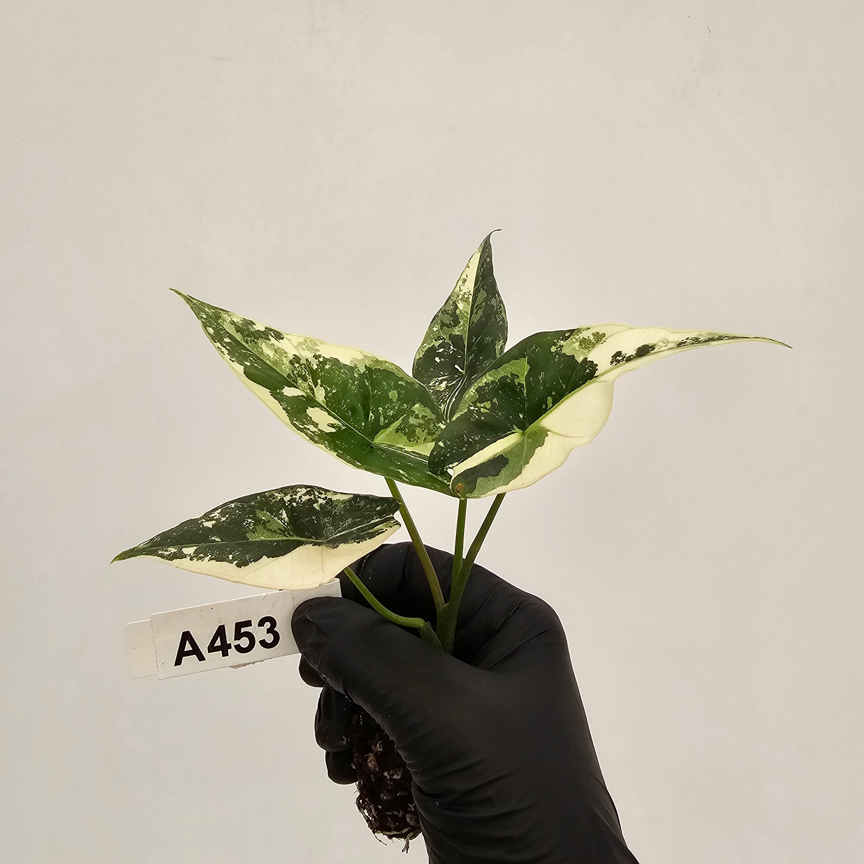 Alocasia 'Simpo' Albo Variegata- Bare Bottom Baby