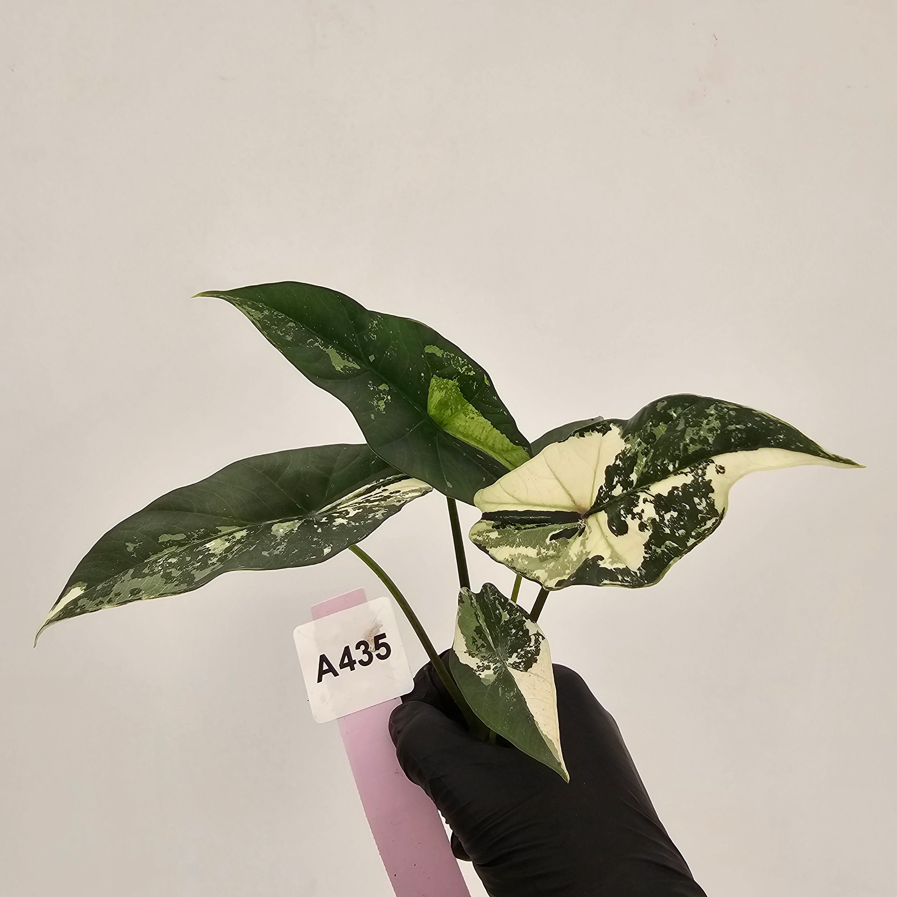 Alocasia 'Simpo' Albo Variegata- Bare Bottom Baby