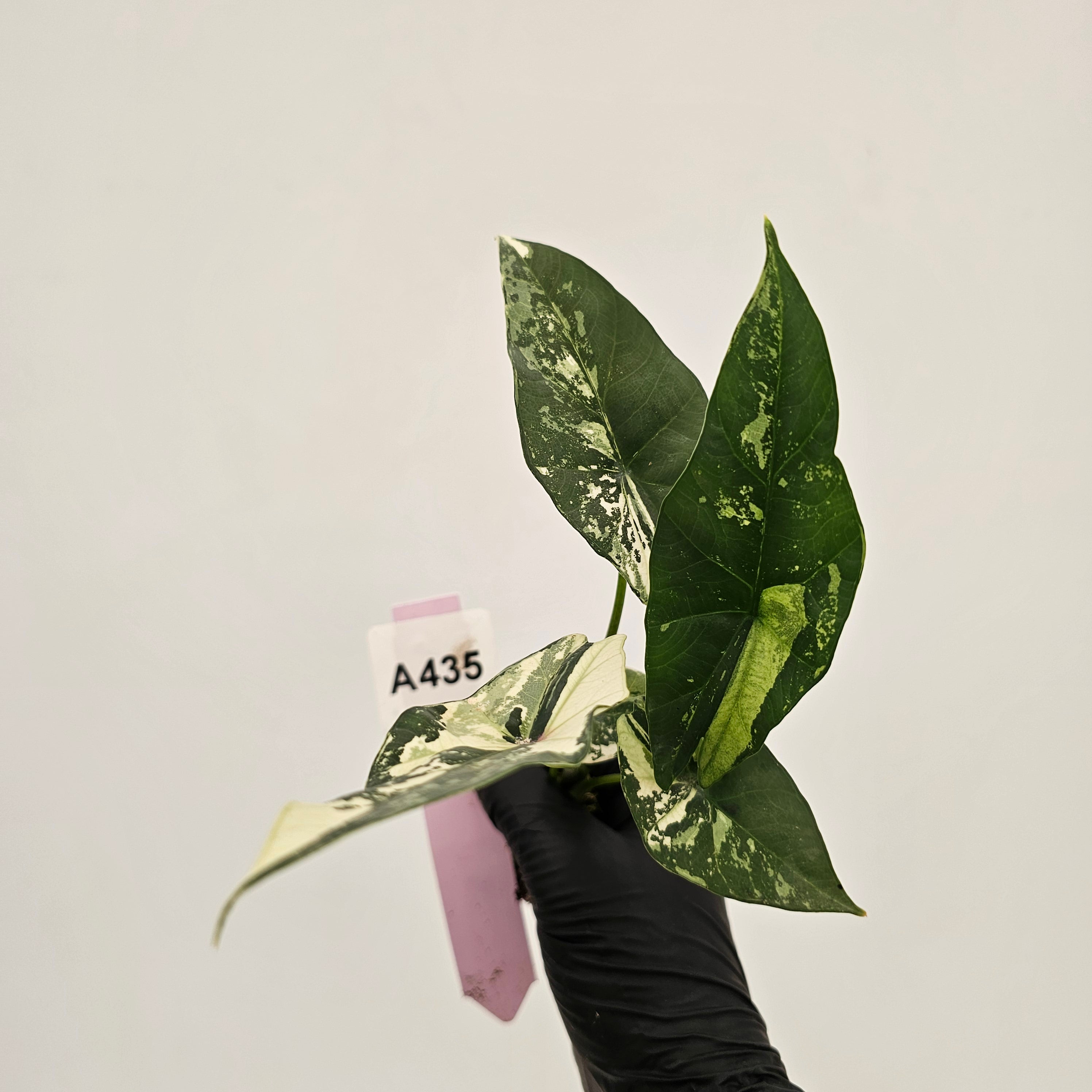 Alocasia 'Simpo' Albo Variegata- Bare Bottom Baby