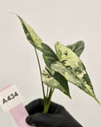 Alocasia 'Simpo' Albo Variegata- Bare Bottom Baby