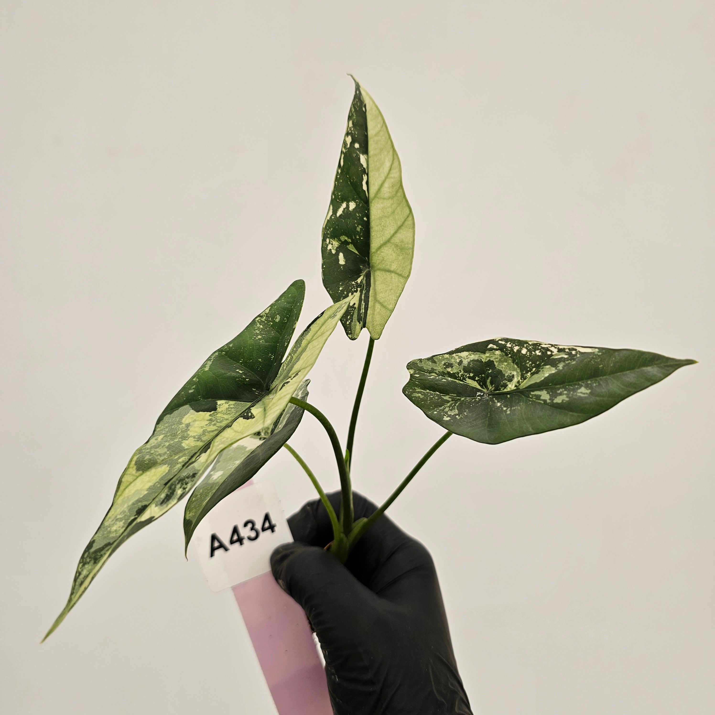 Alocasia 'Simpo' Albo Variegata- Bare Bottom Baby