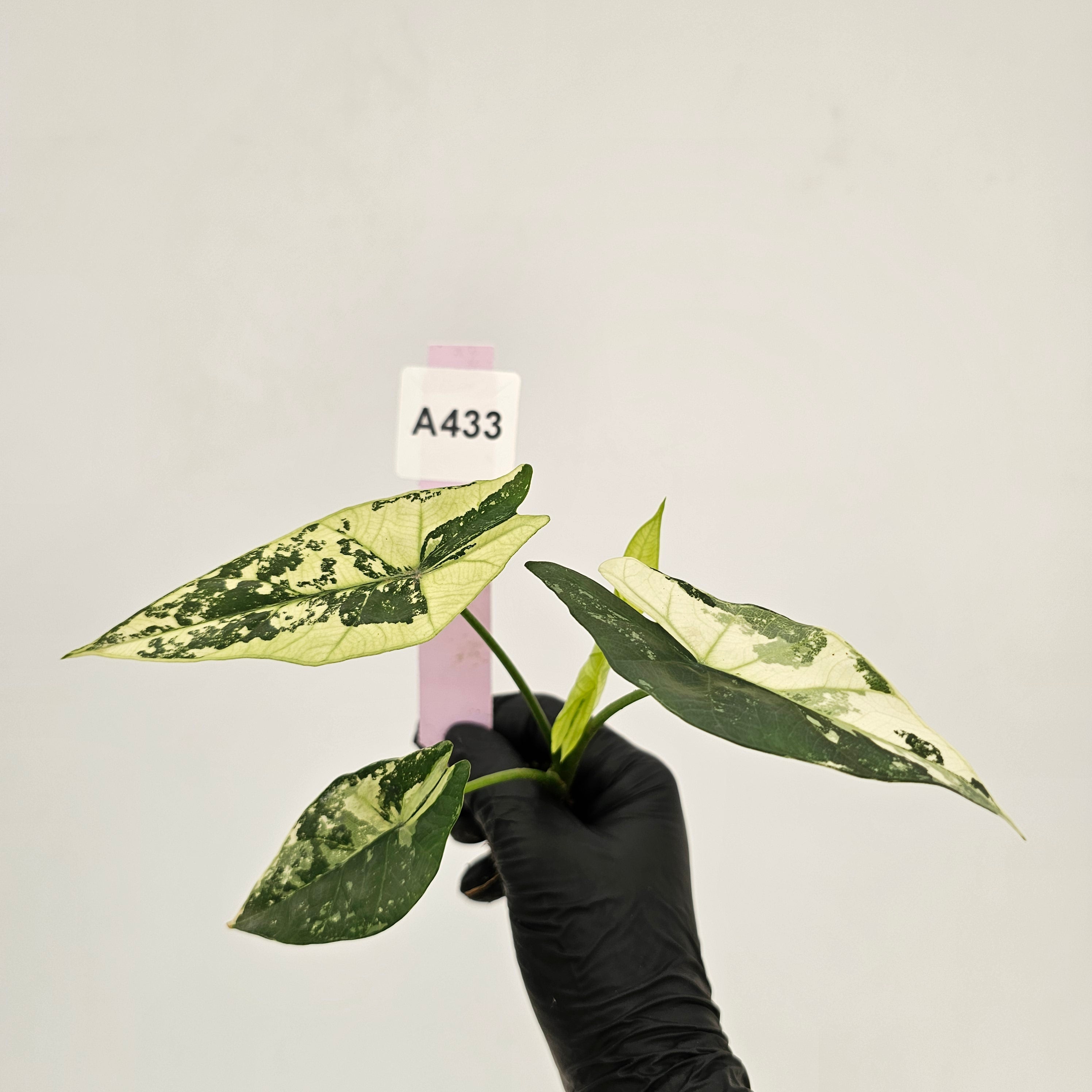 Alocasia 'Simpo' Albo Variegata- Bare Bottom Baby