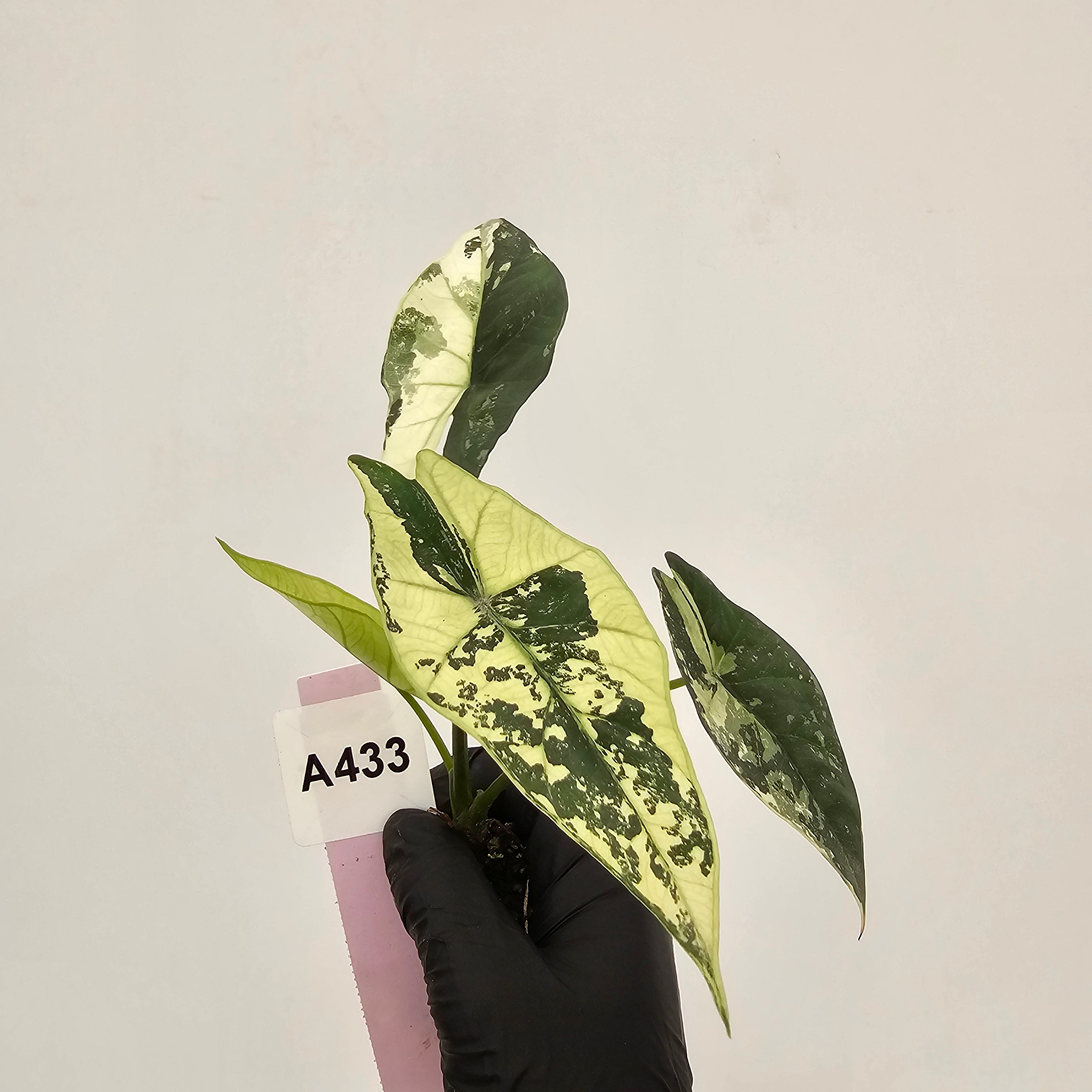 Alocasia 'Simpo' Albo Variegata- Bare Bottom Baby