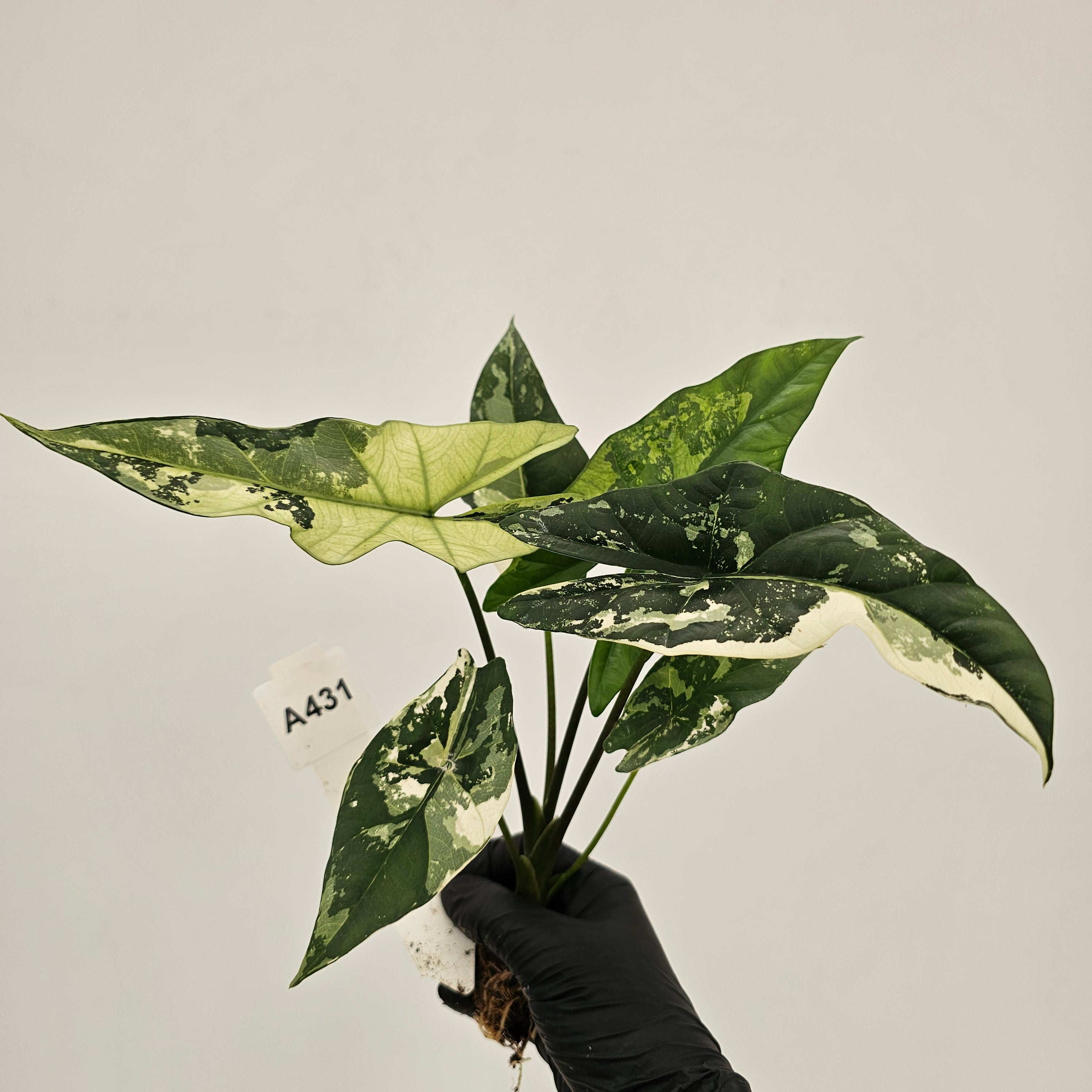 Alocasia 'Simpo' Albo Variegata- Bare Bottom Baby