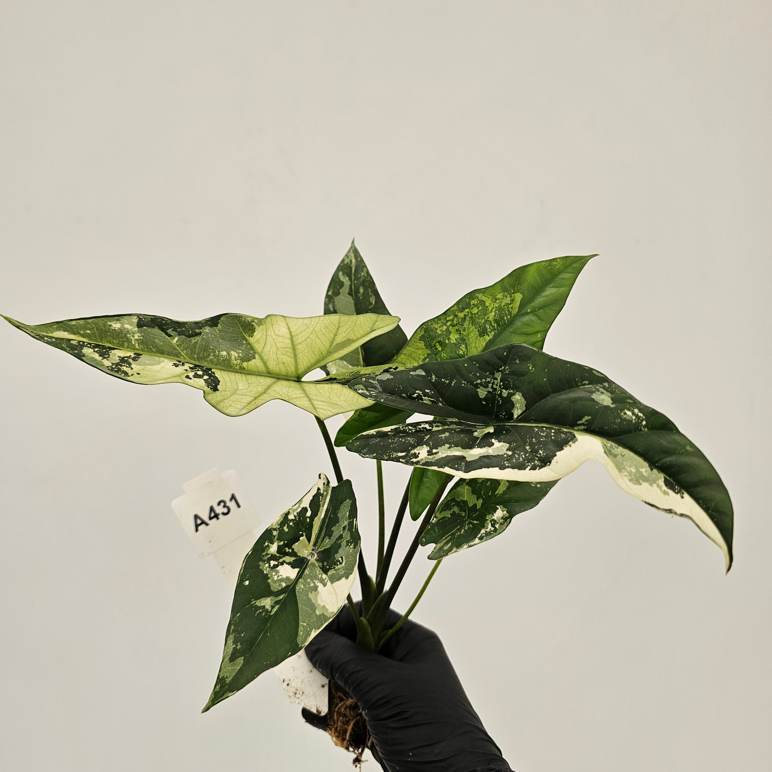 Alocasia 'Simpo' Albo Variegata- Bare Bottom Baby