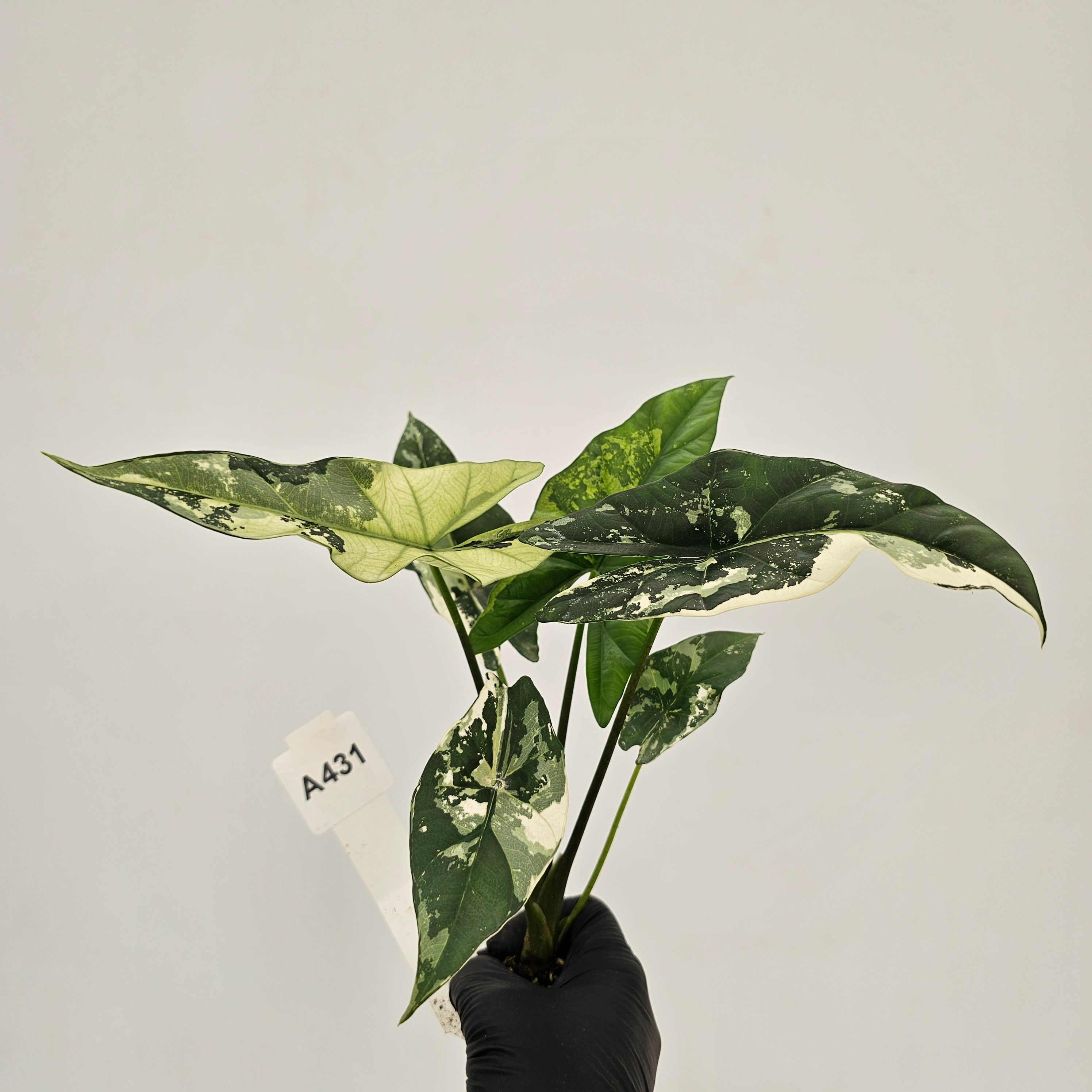 Alocasia 'Simpo' Albo Variegata- Bare Bottom Baby