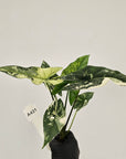 Alocasia 'Simpo' Albo Variegata- Bare Bottom Baby