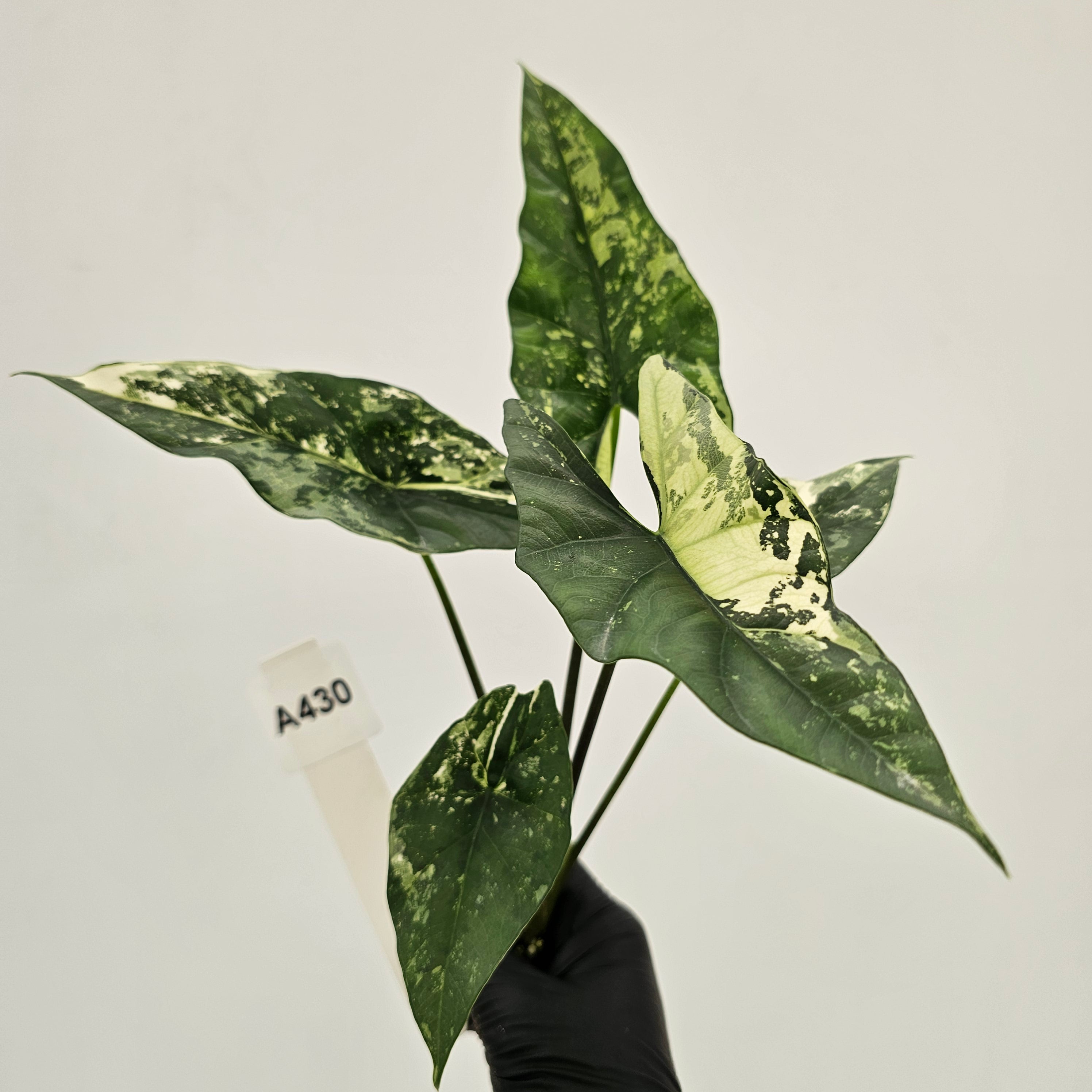 Alocasia 'Simpo' Albo Variegata- Bare Bottom Baby