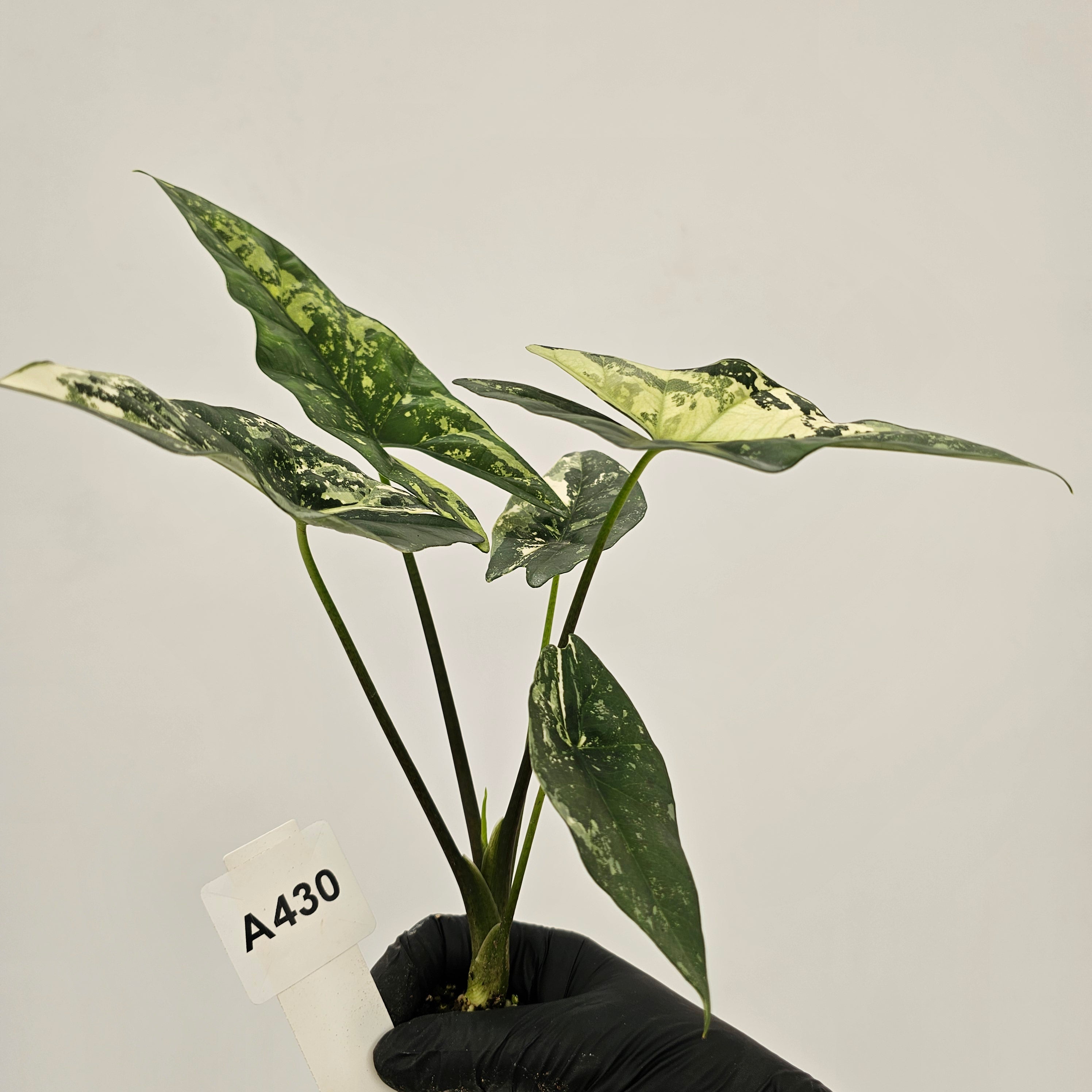 Alocasia 'Simpo' Albo Variegata- Bare Bottom Baby