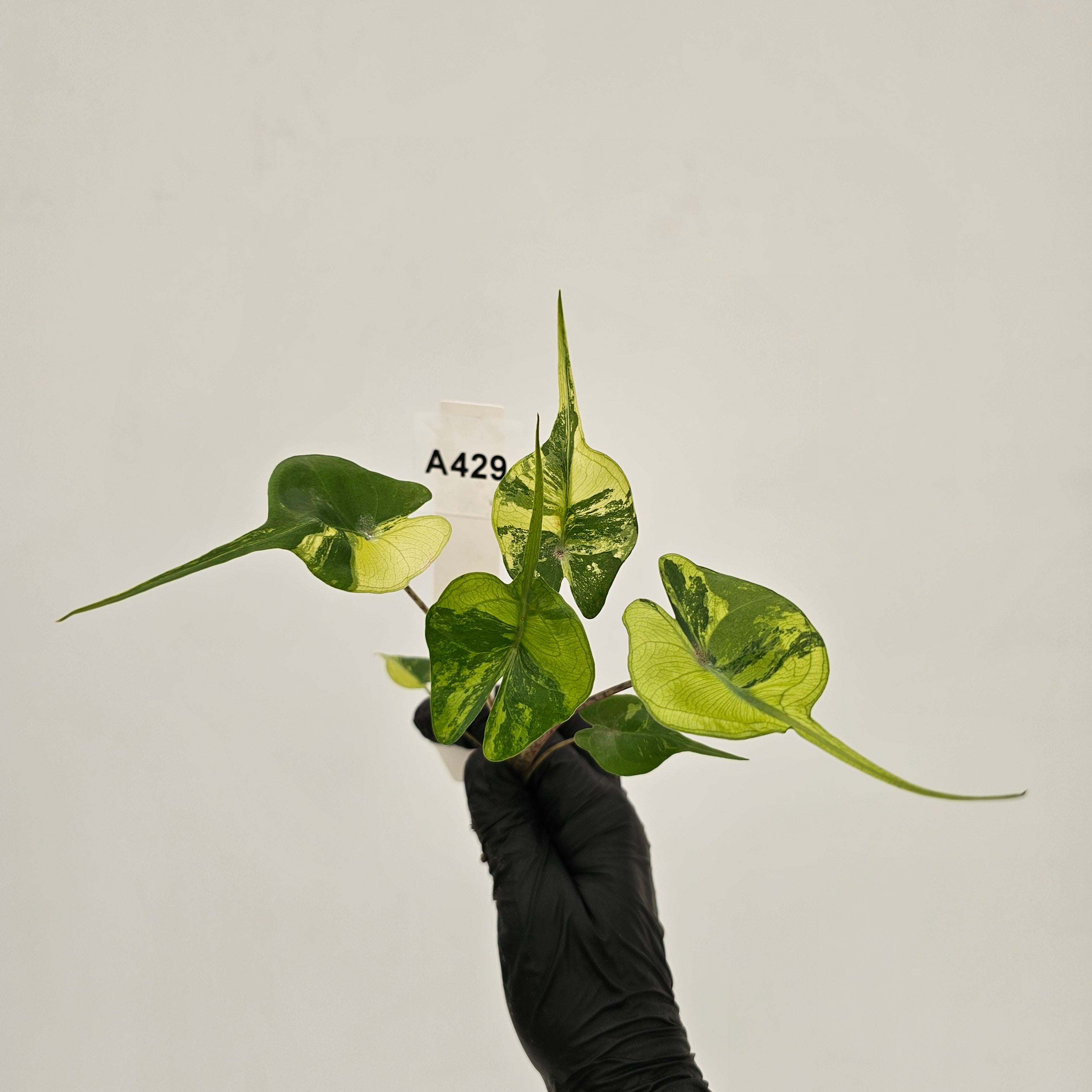 Alocasia macrorrhizos Sting Ray Aurea Variegata - Bare Bottom Baby