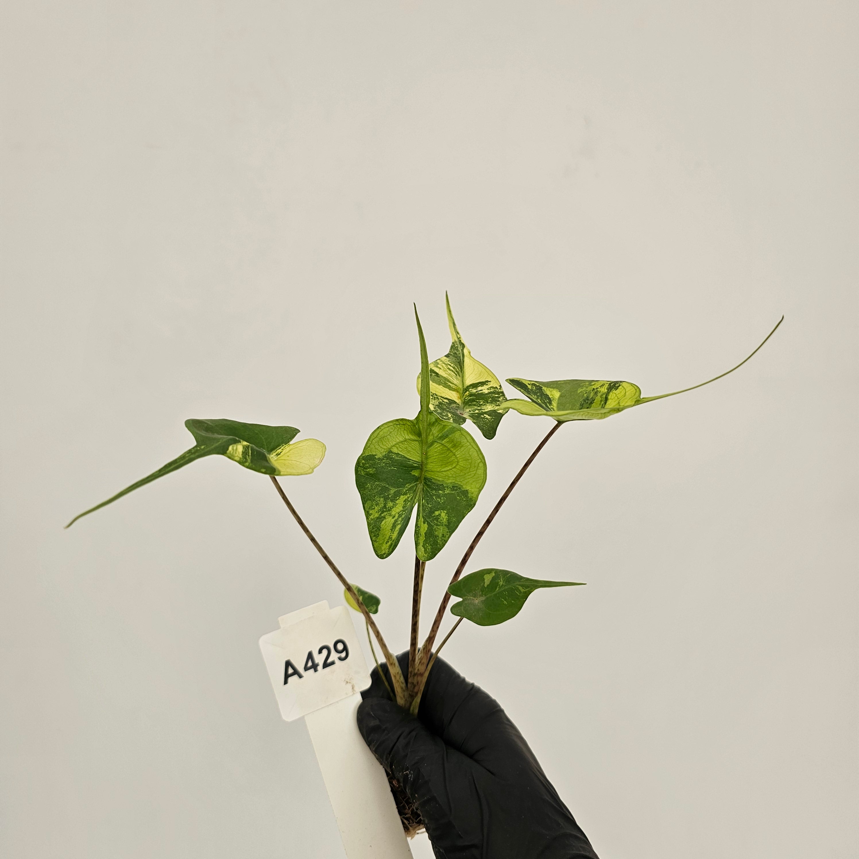 Alocasia macrorrhizos Sting Ray Aurea Variegata - Bare Bottom Baby