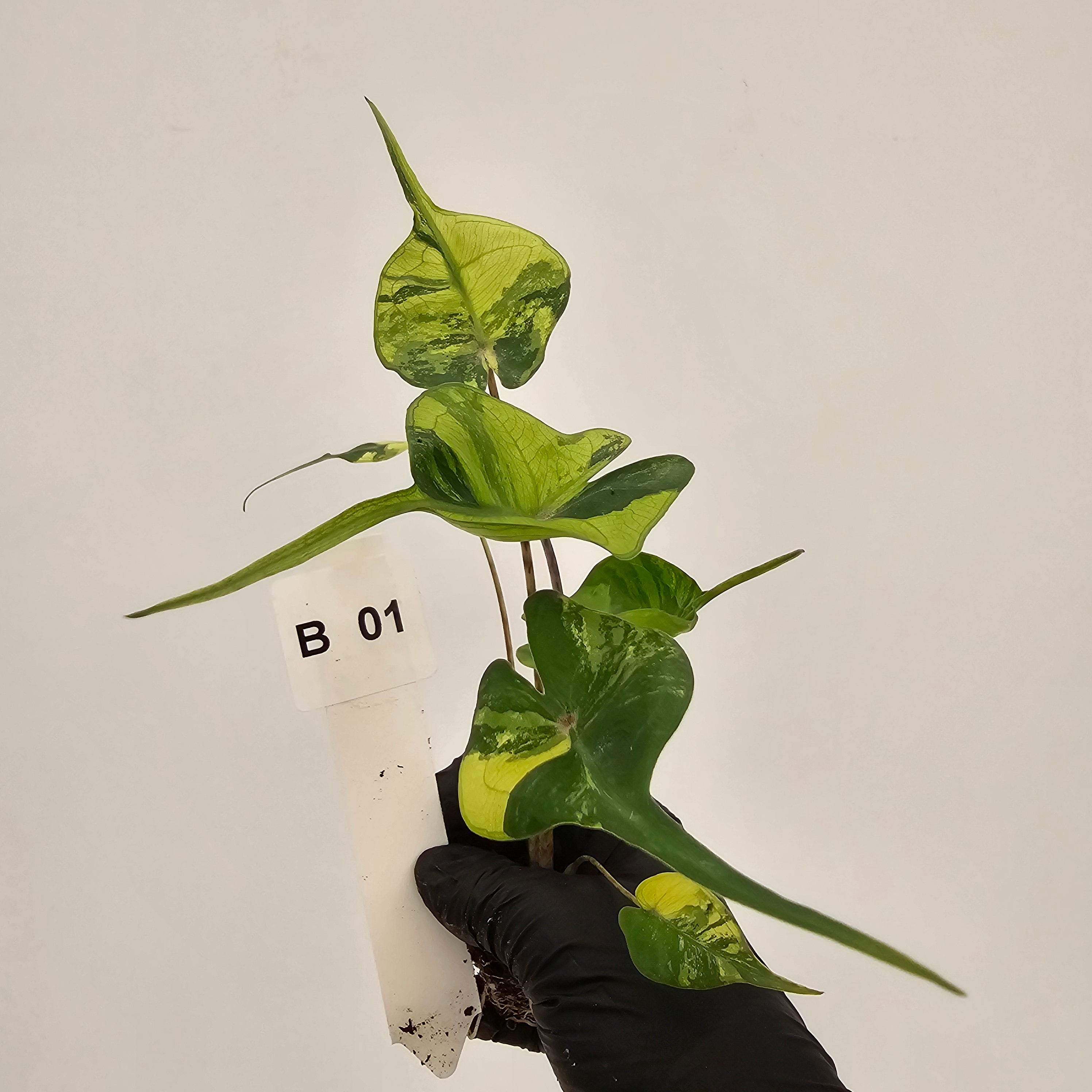 Alocasia macrorrhizos Sting Ray Aurea Variegata - Bare Bottom Baby