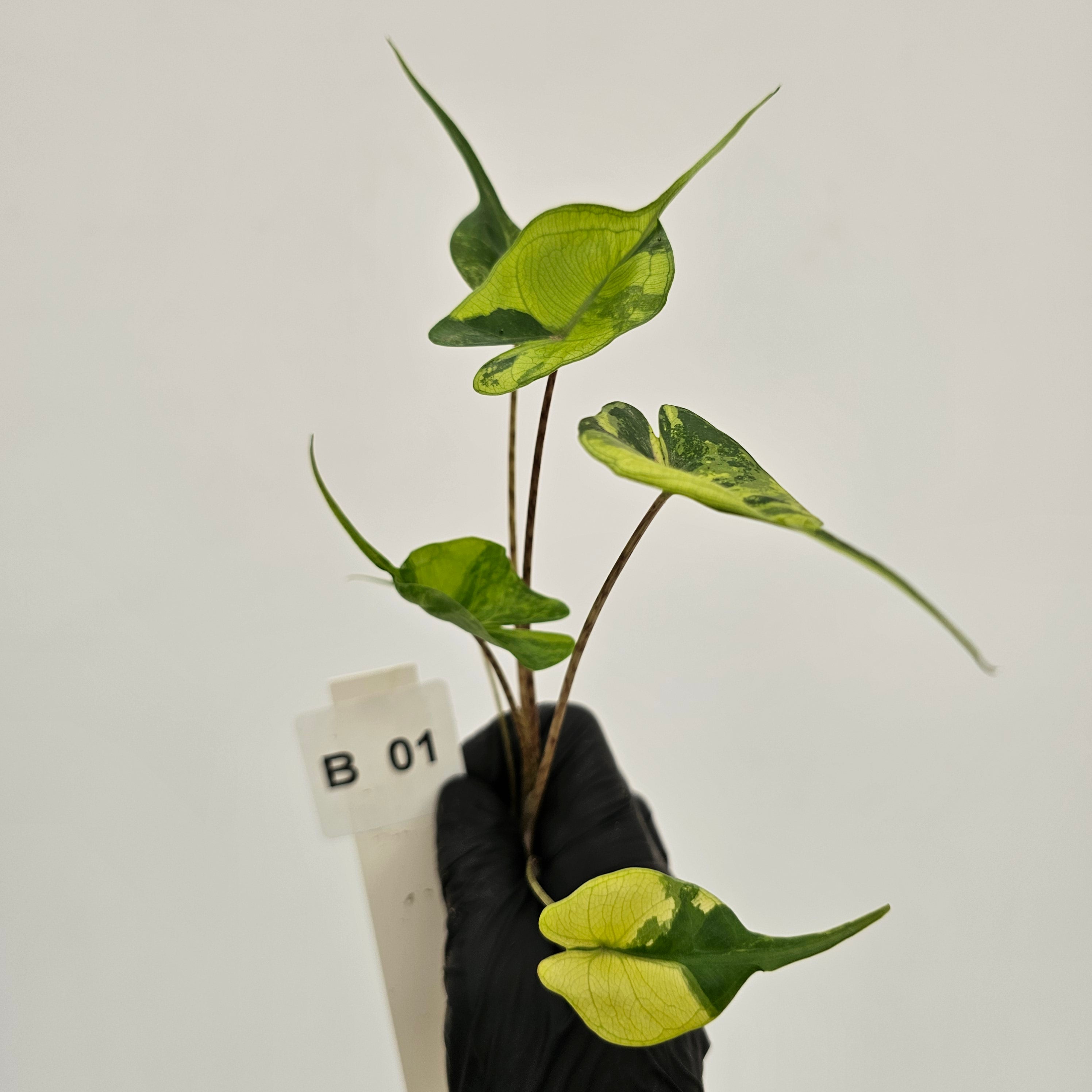 Alocasia macrorrhizos Sting Ray Aurea Variegata - Bare Bottom Baby