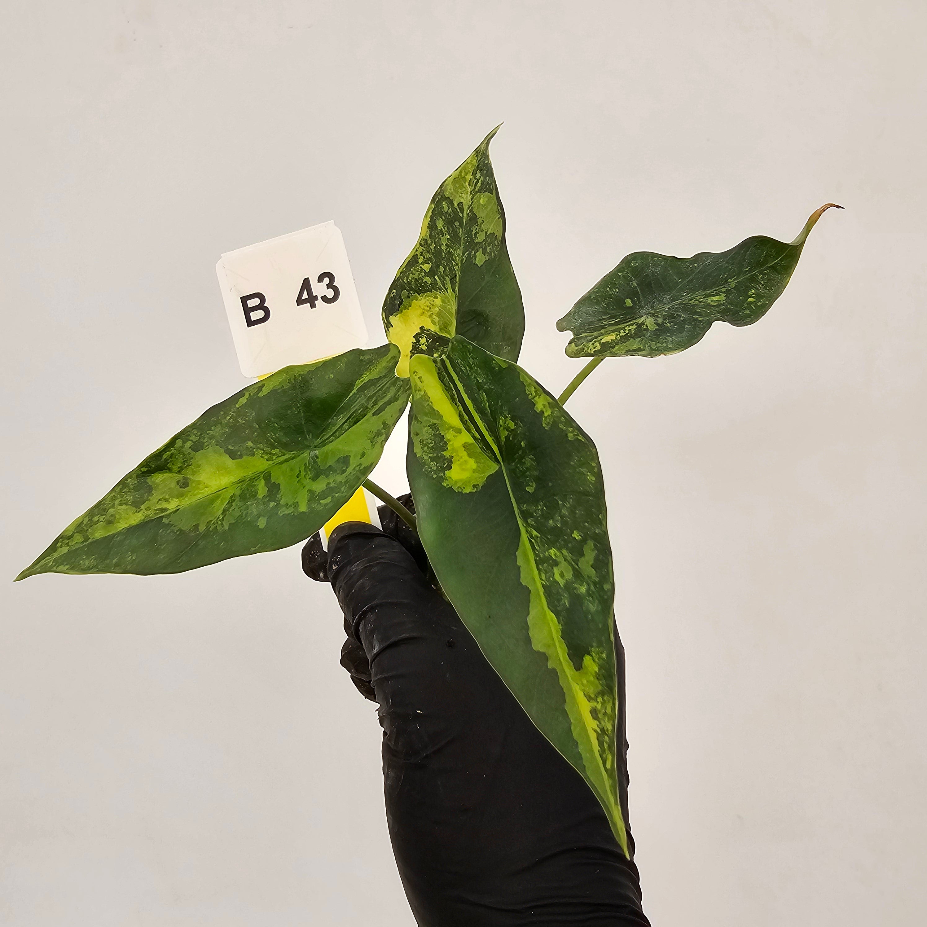 Alocasia ‘Simpo Aurea’ Variegata - Bare Bottom Baby