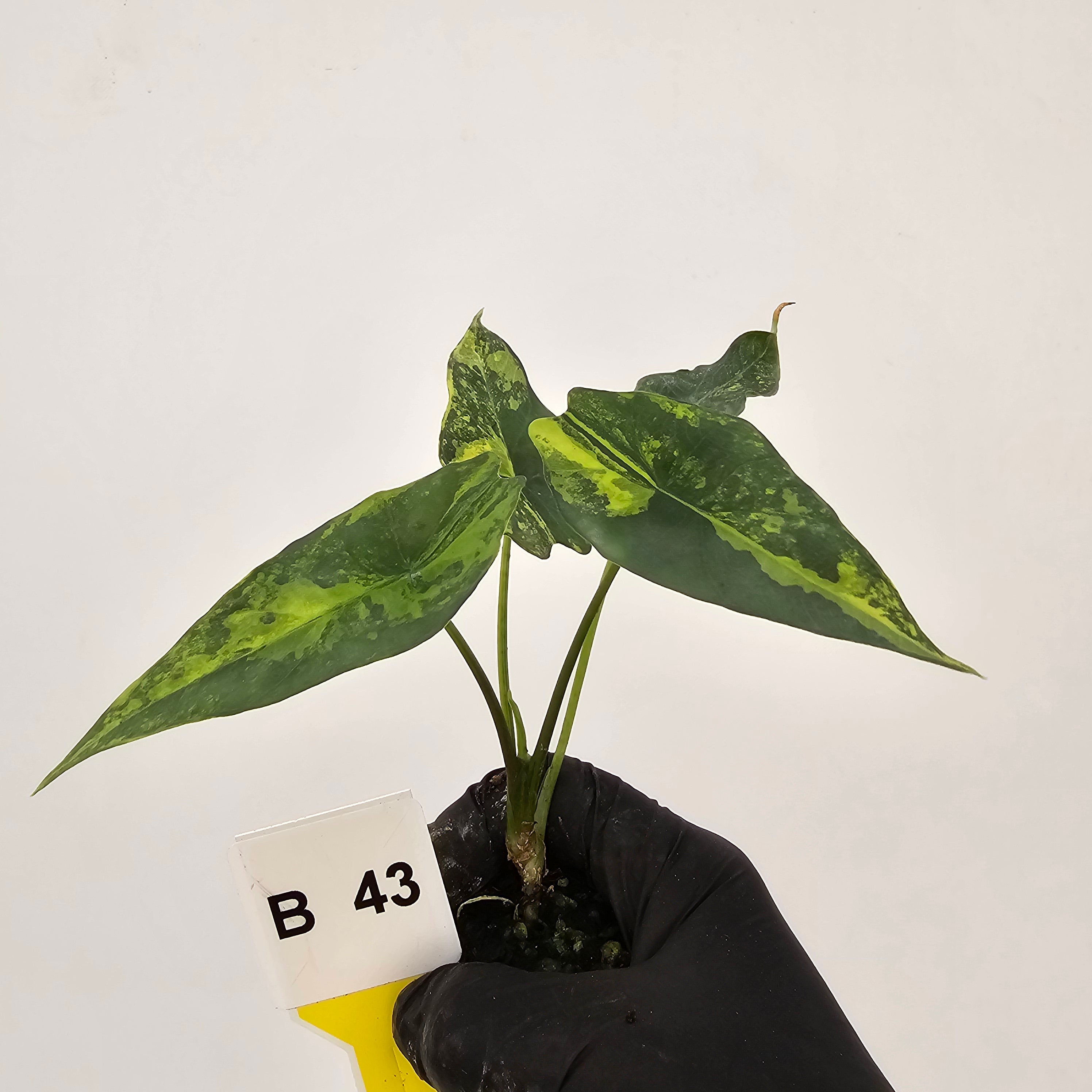 Alocasia ‘Simpo Aurea’ Variegata - Bare Bottom Baby