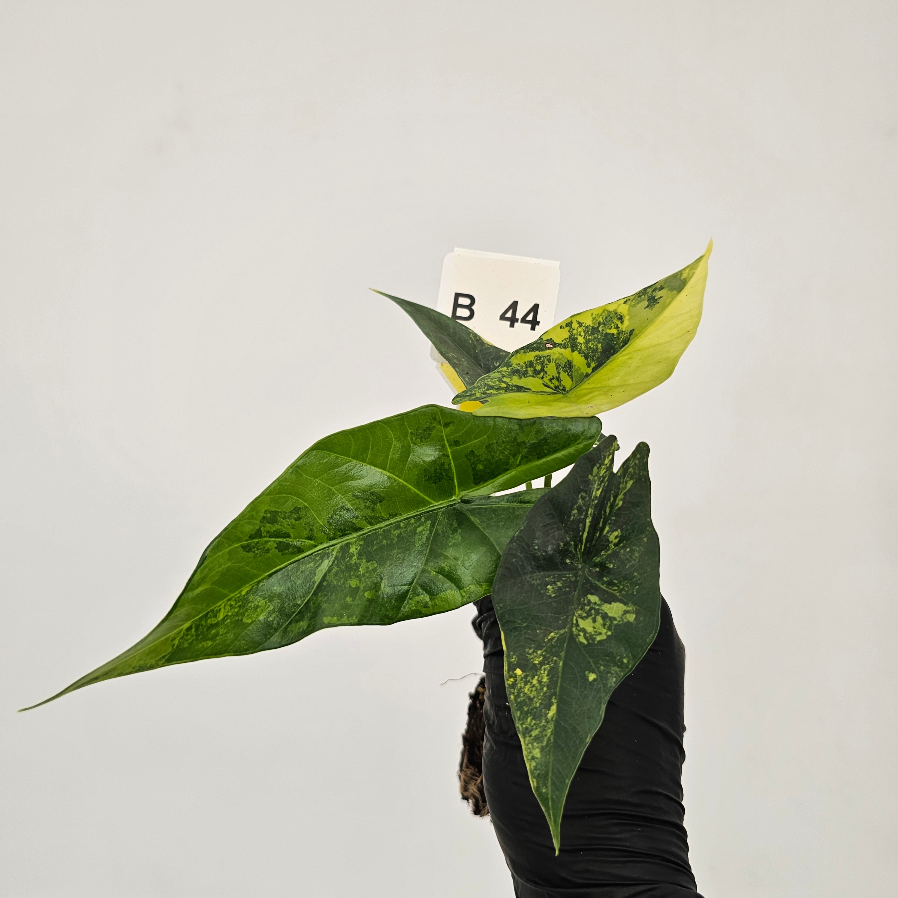 Alocasia ‘Simpo Aurea’ Variegata - Bare Bottom Baby