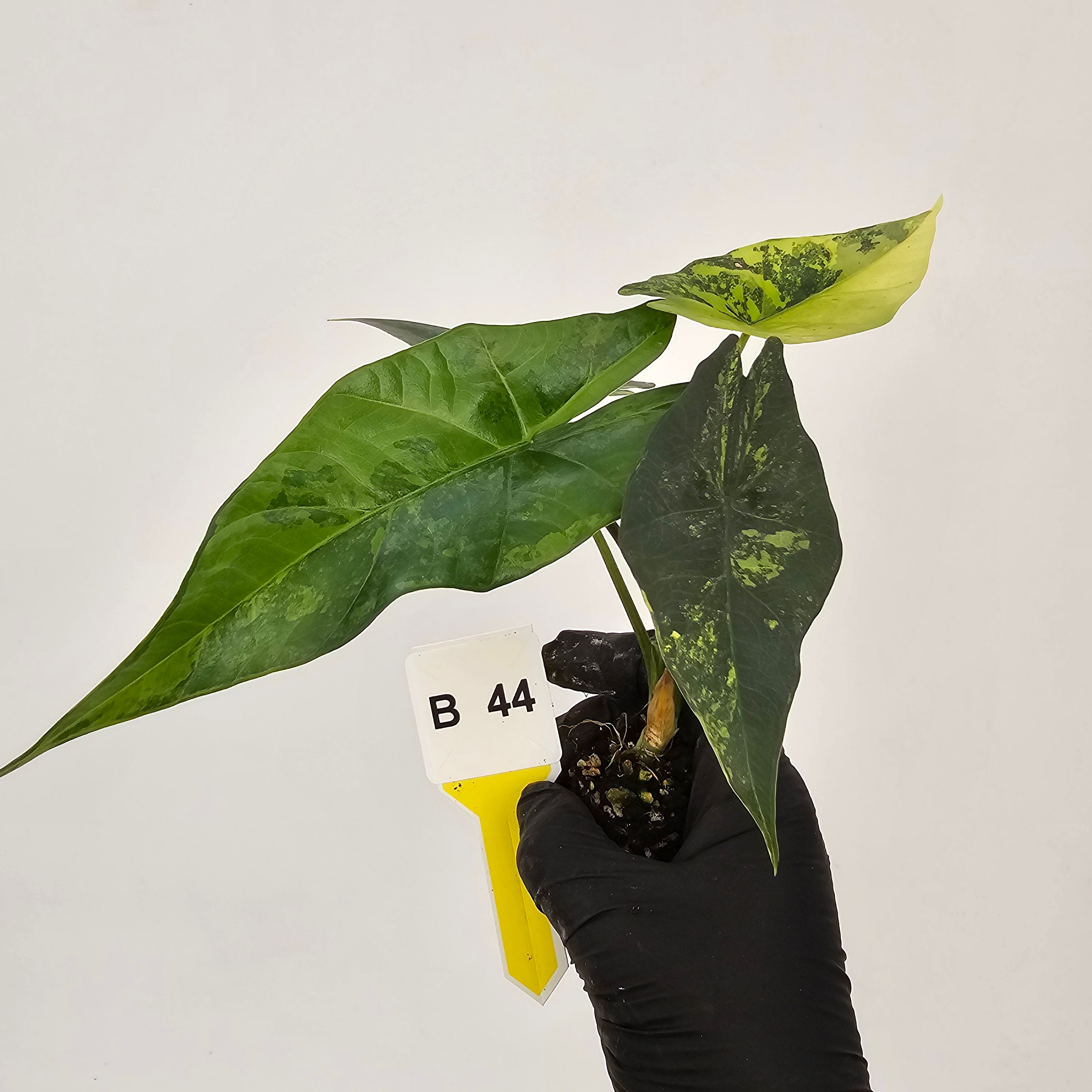 Alocasia ‘Simpo Aurea’ Variegata - Bare Bottom Baby