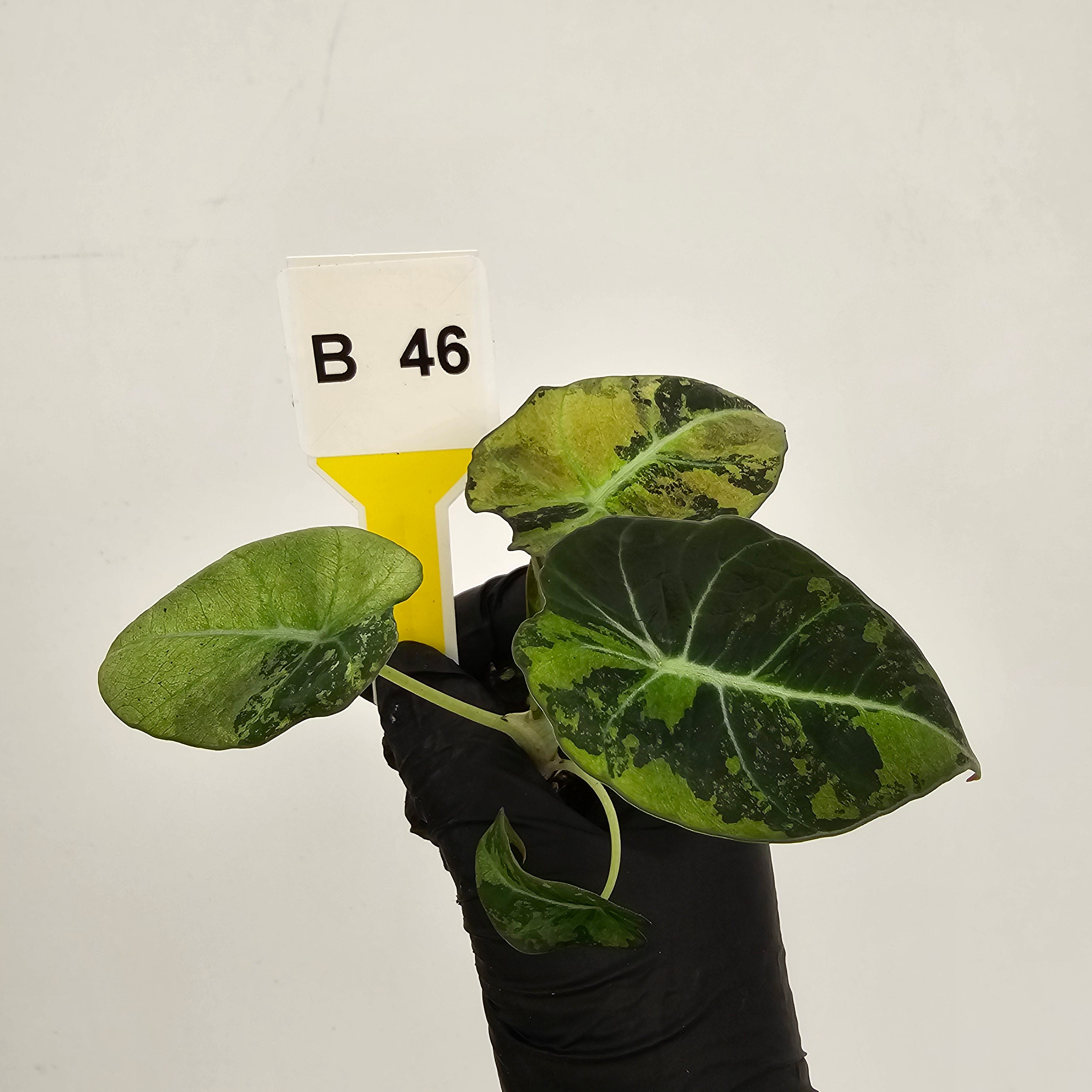 Alocasia reginula 'Black Velvet variegata'- Bare Bottom Baby