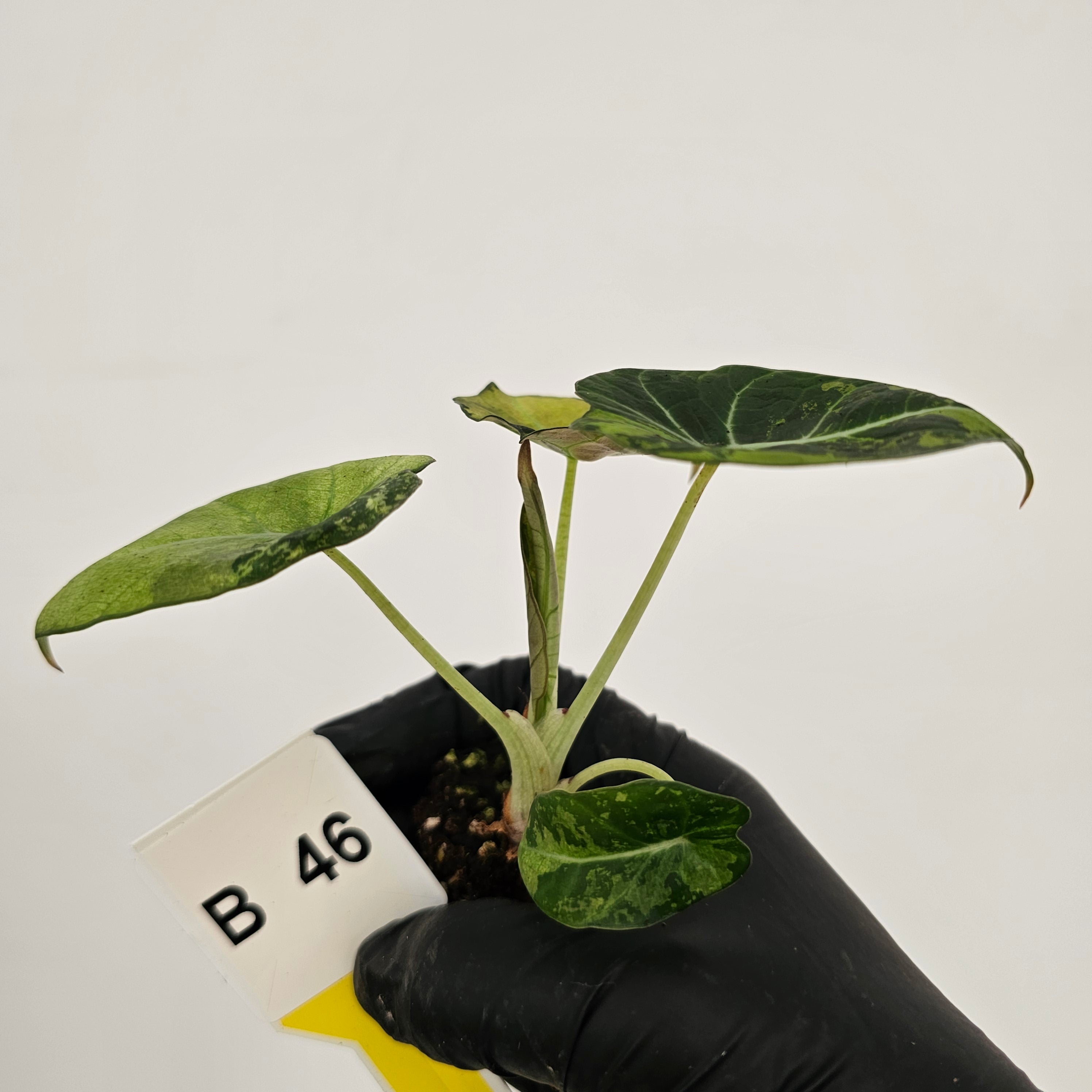 Alocasia reginula 'Black Velvet variegata'- Bare Bottom Baby