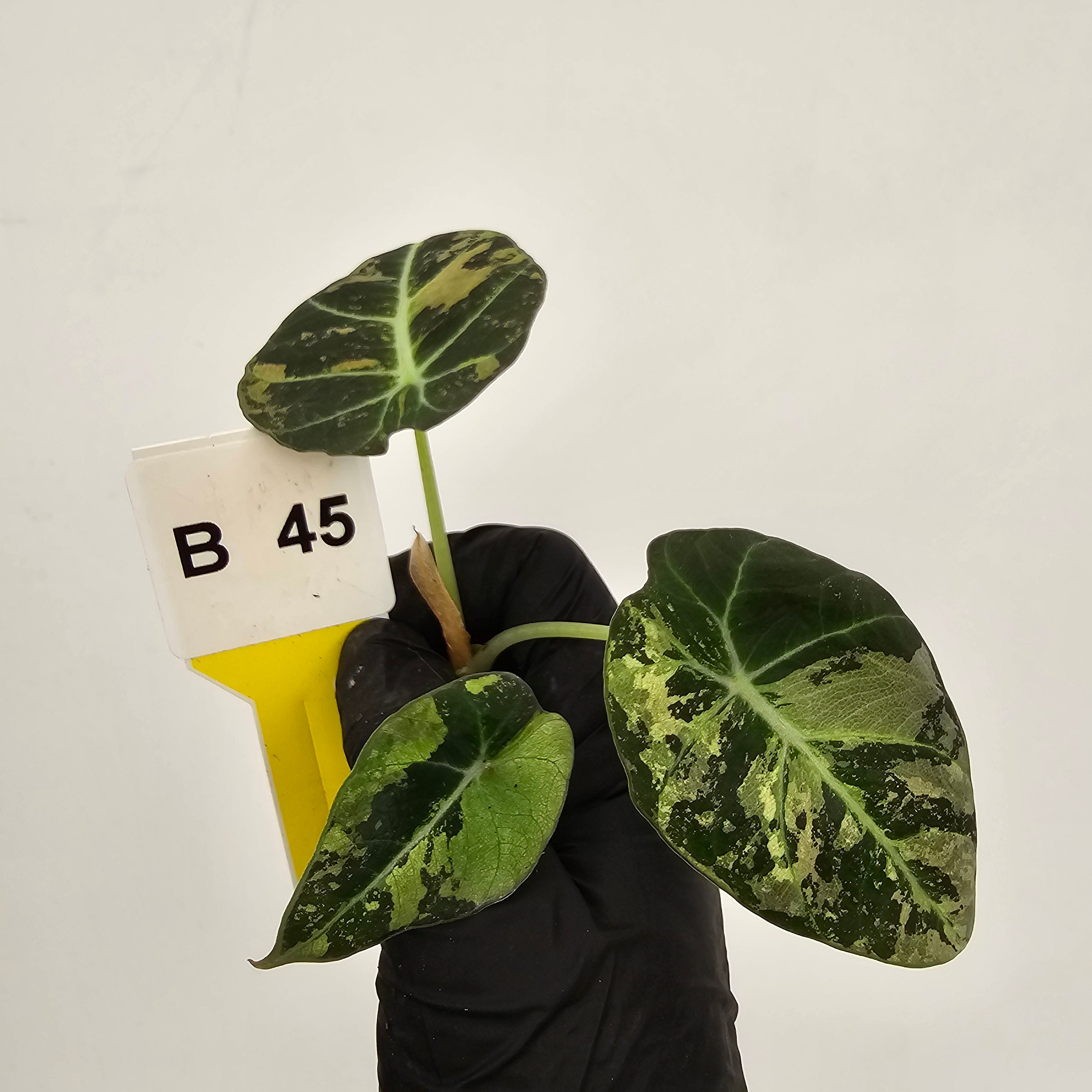 Alocasia reginula 'Black Velvet variegata'- Bare Bottom Baby