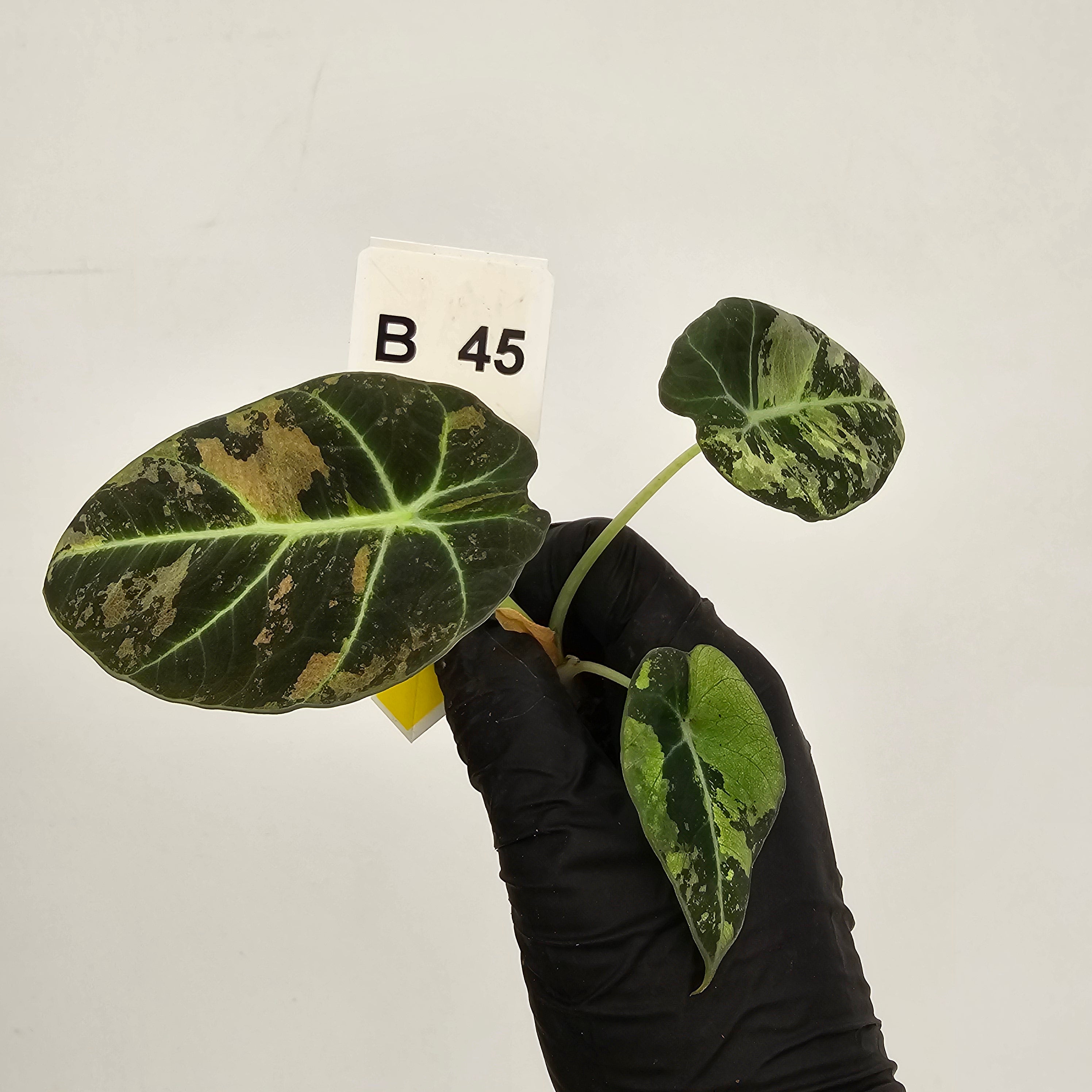Alocasia reginula 'Black Velvet variegata'- Bare Bottom Baby