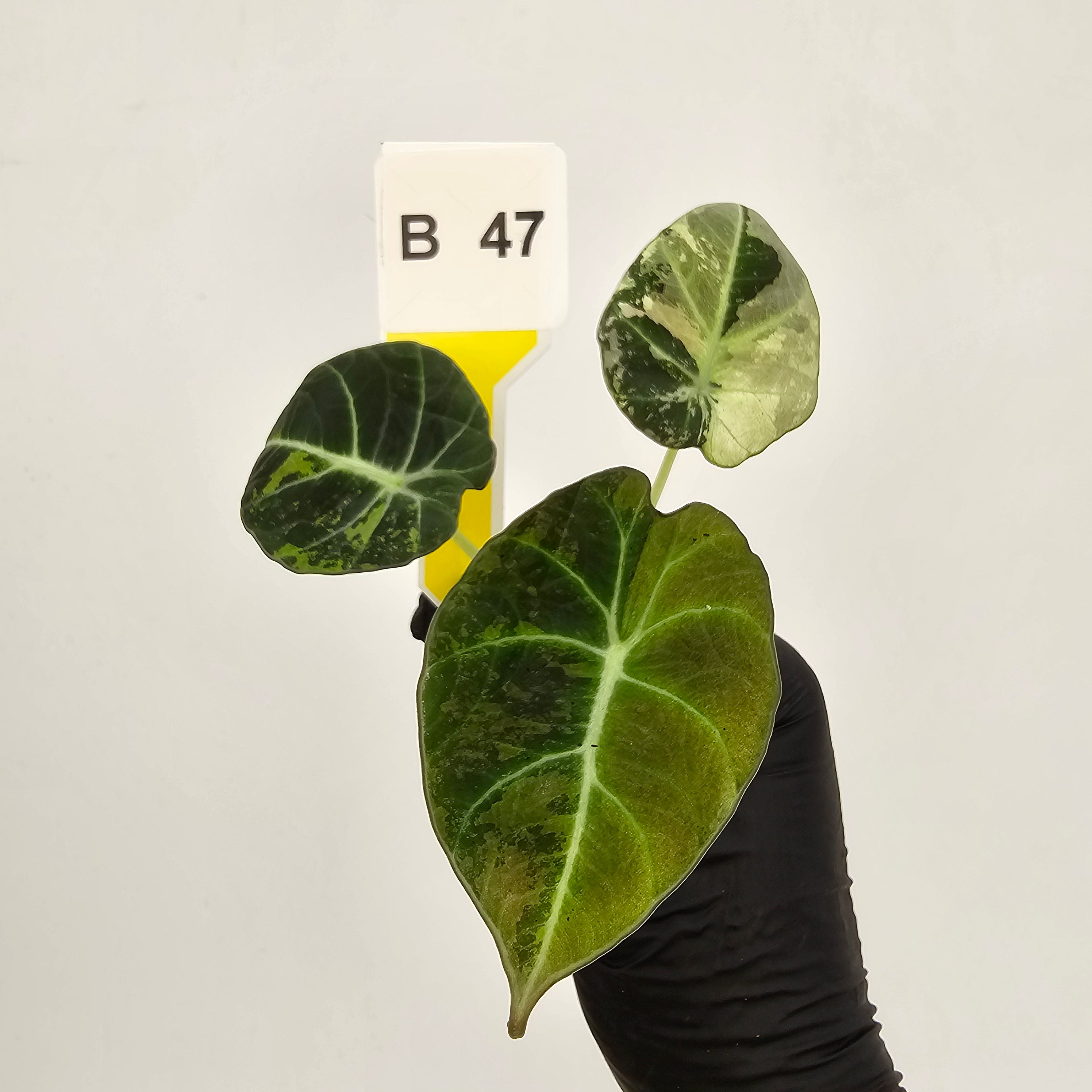 Alocasia reginula 'Black Velvet variegata'- Bare Bottom Baby