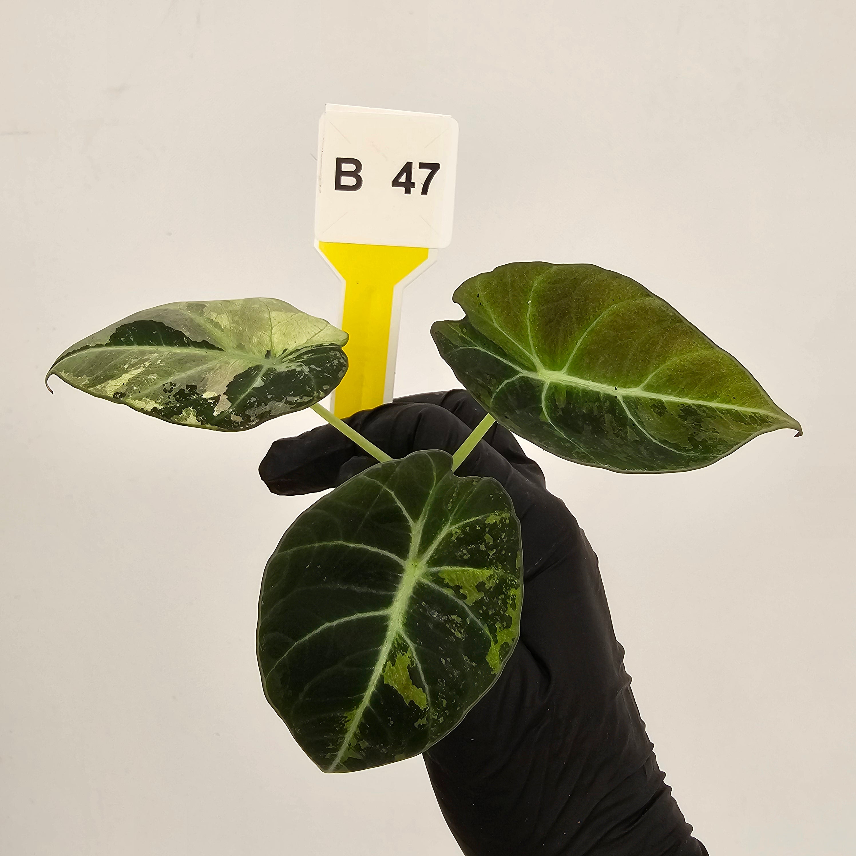 Alocasia reginula 'Black Velvet variegata'- Bare Bottom Baby