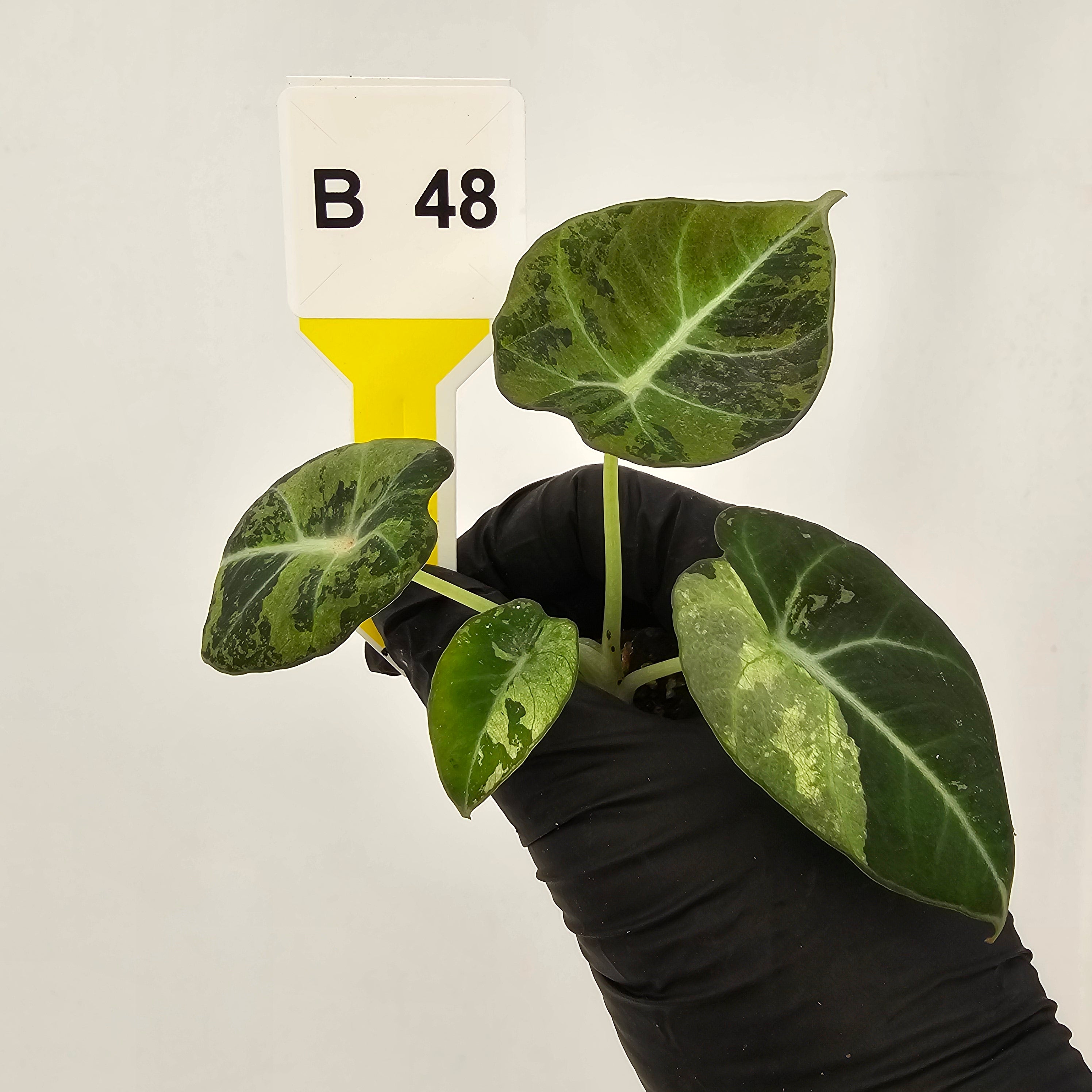 Alocasia reginula 'Black Velvet variegata'- Bare Bottom Baby