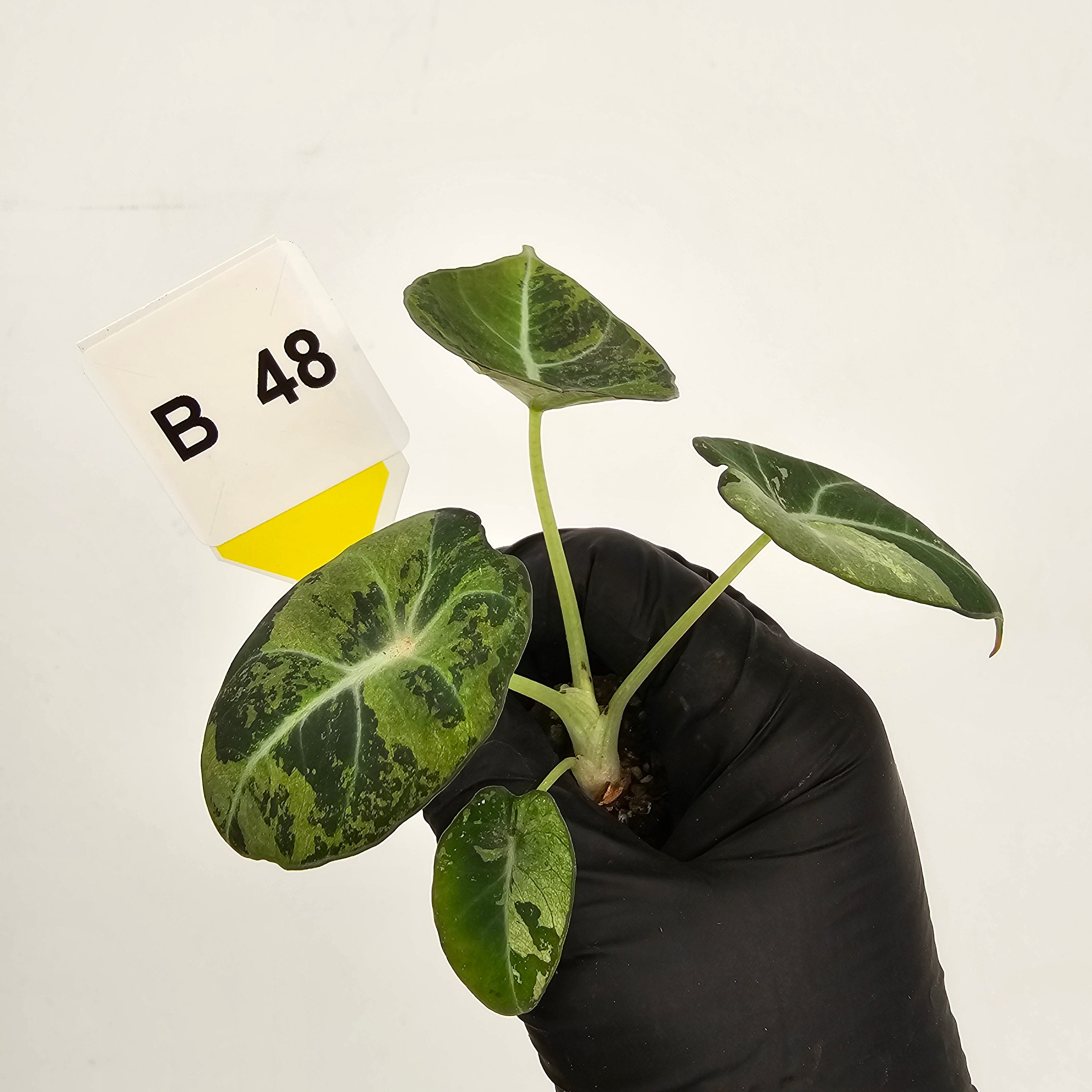Alocasia reginula 'Black Velvet variegata'- Bare Bottom Baby
