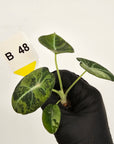 Alocasia reginula 'Black Velvet variegata'- Bare Bottom Baby