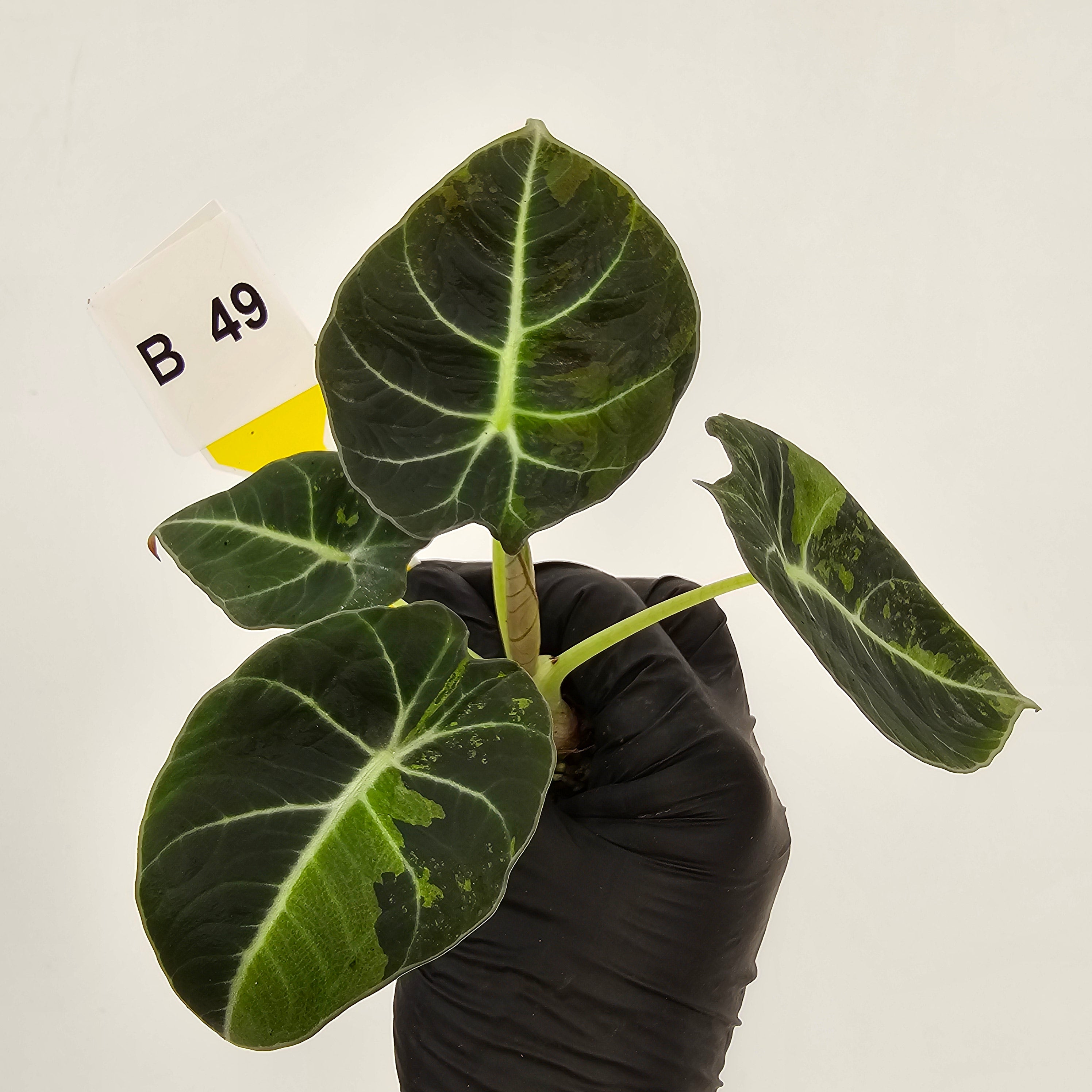 Alocasia reginula 'Black Velvet variegata'- Bare Bottom Baby