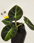Alocasia reginula 'Black Velvet variegata'- Bare Bottom Baby