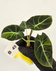 Alocasia reginula 'Black Velvet variegata'- Bare Bottom Baby