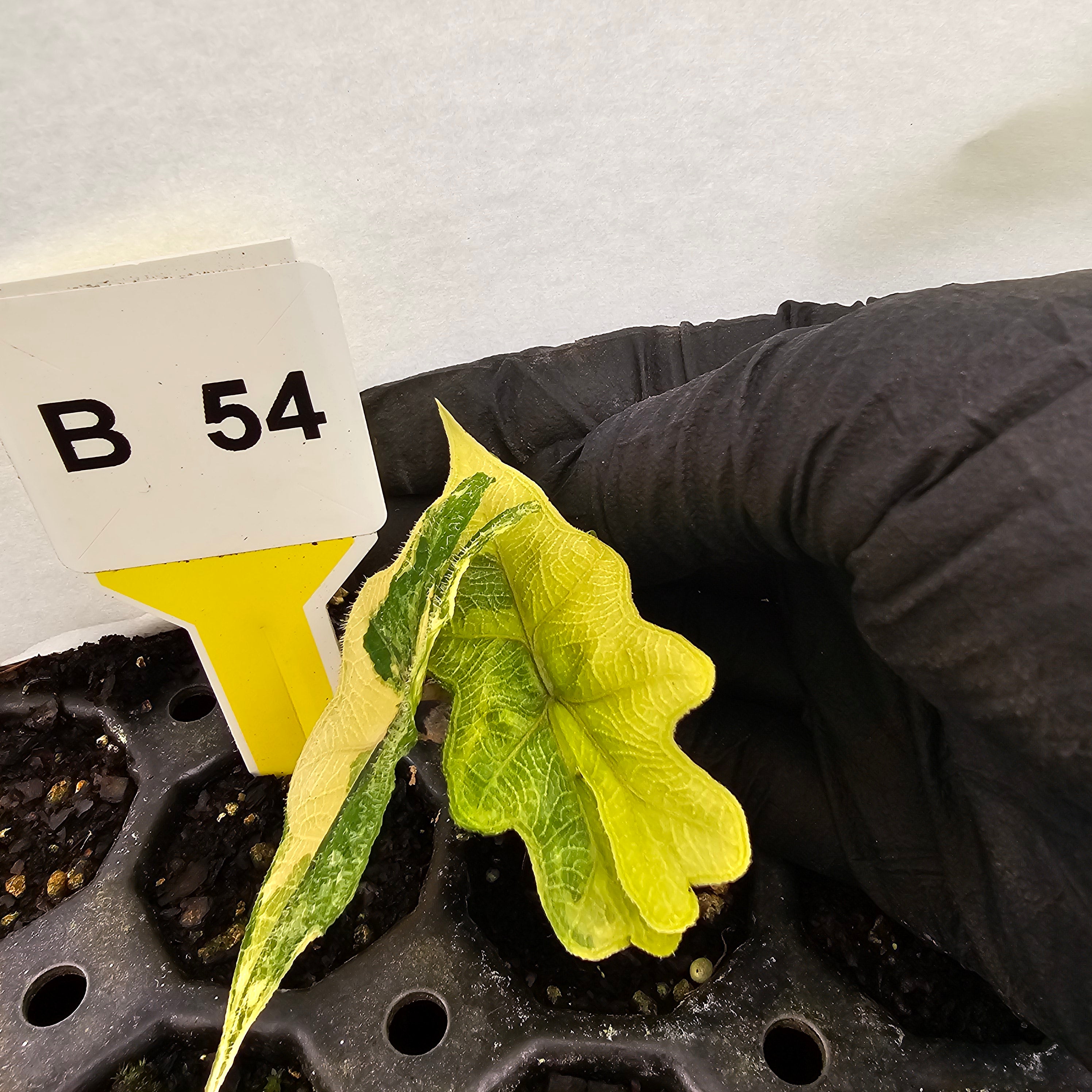 Alocasia tandurusa Jacklyn Variegata - Bare Bottom Baby