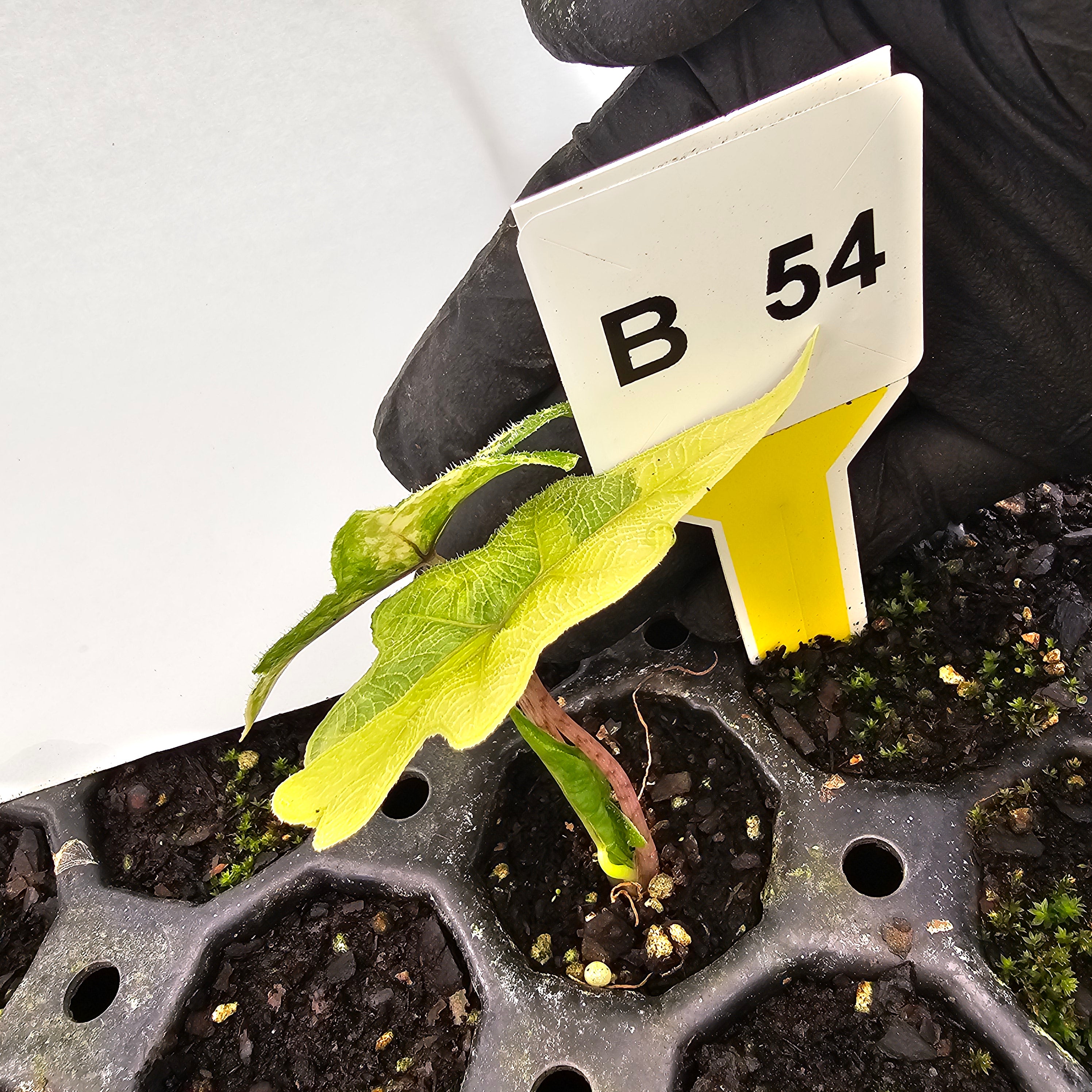 Alocasia tandurusa Jacklyn Variegata - Bare Bottom Baby