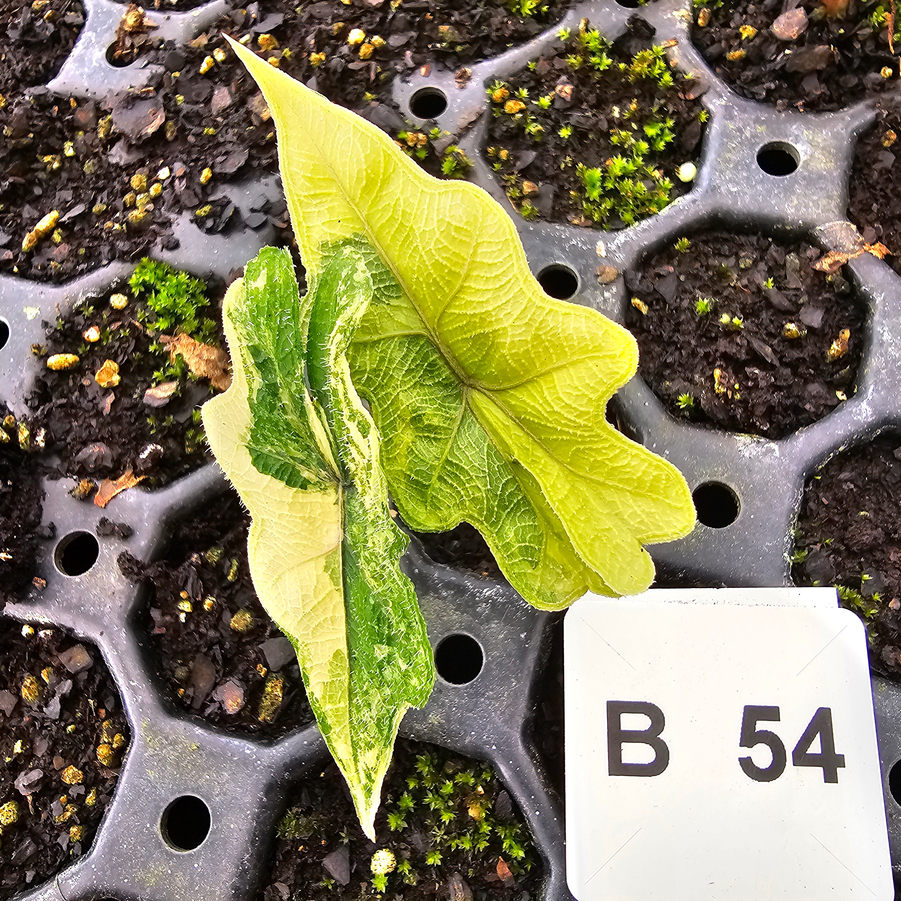 Alocasia tandurusa Jacklyn Variegata - Bare Bottom Baby