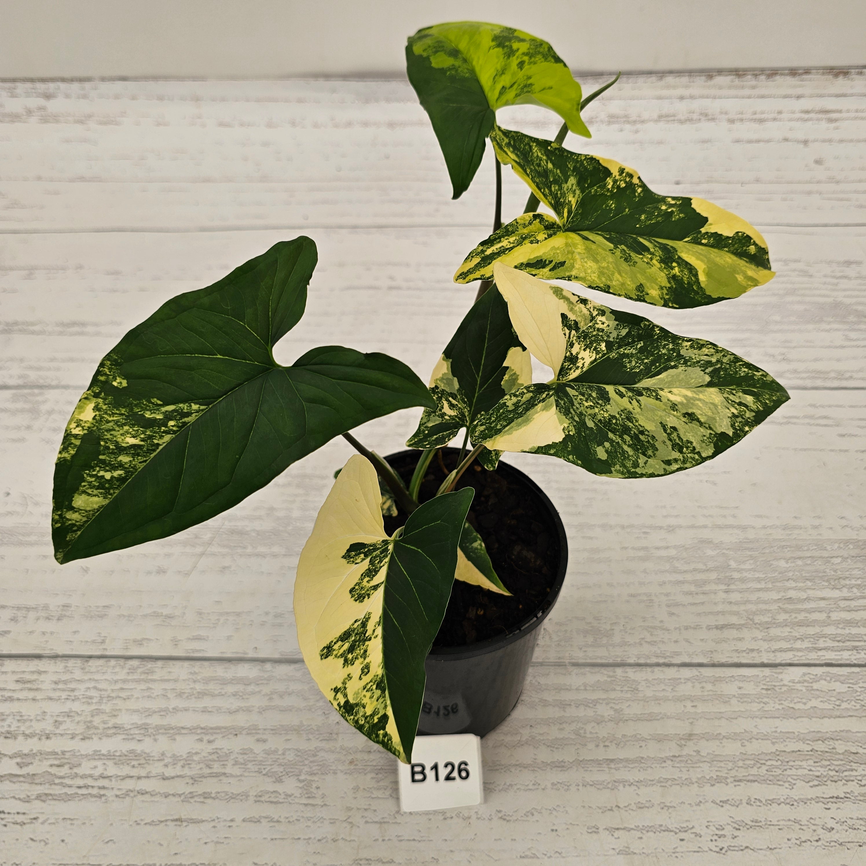 Syngonium podophyllum Gold