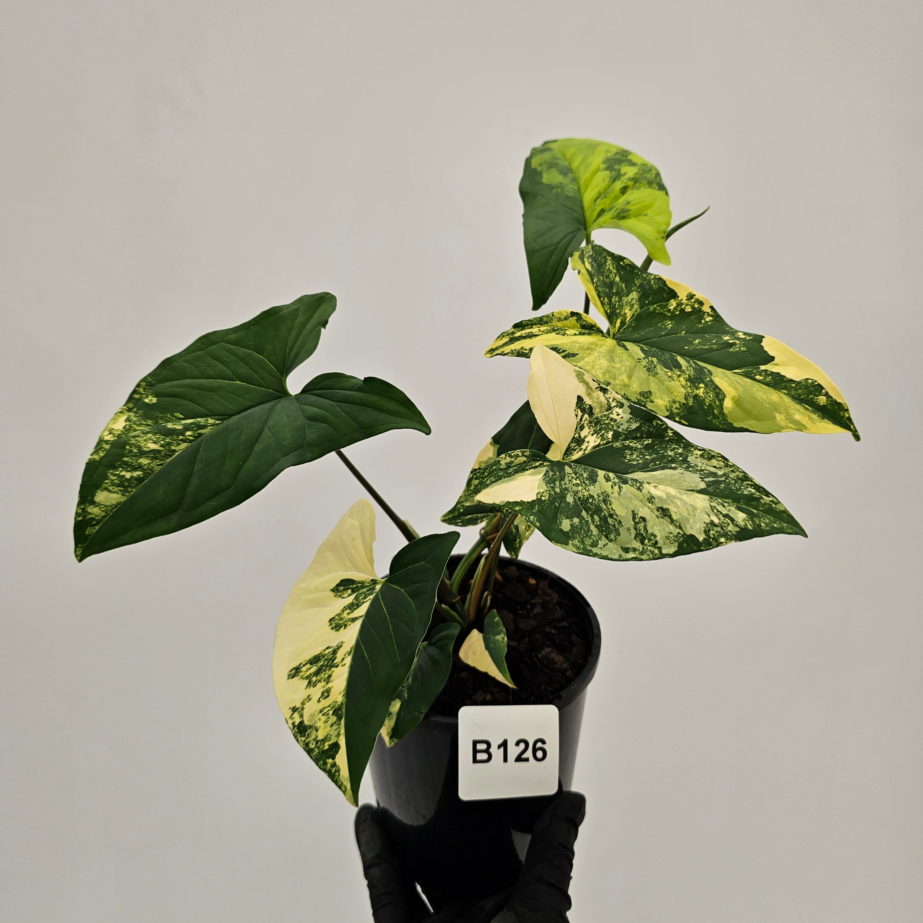 Syngonium podophyllum Gold