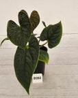 Anthurium Luxurians - SALE