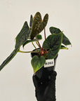 Anthurium Luxurians - SALE