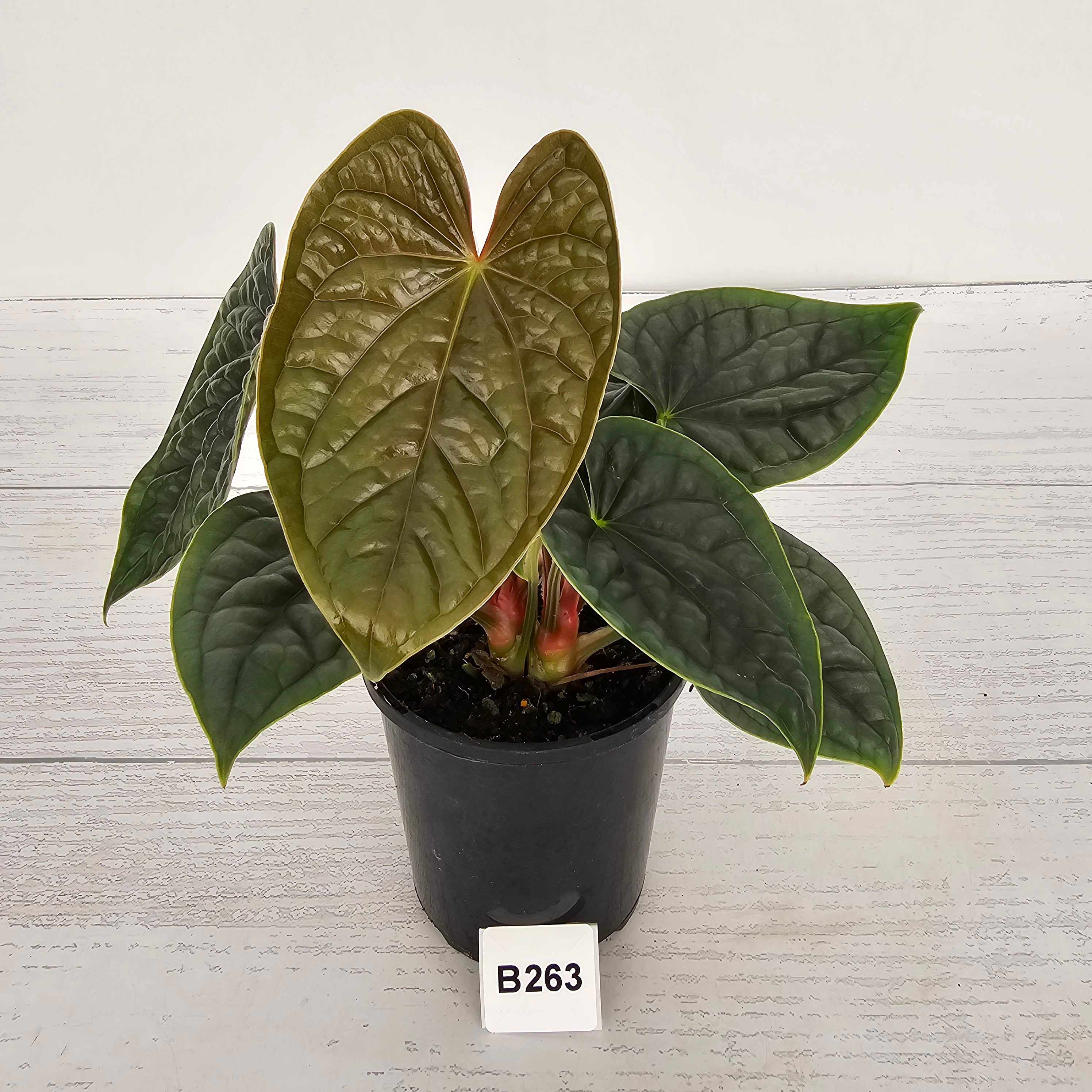 Anthurium Luxurians - SALE