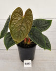 Anthurium Luxurians - SALE