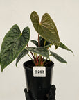 Anthurium Luxurians - SALE
